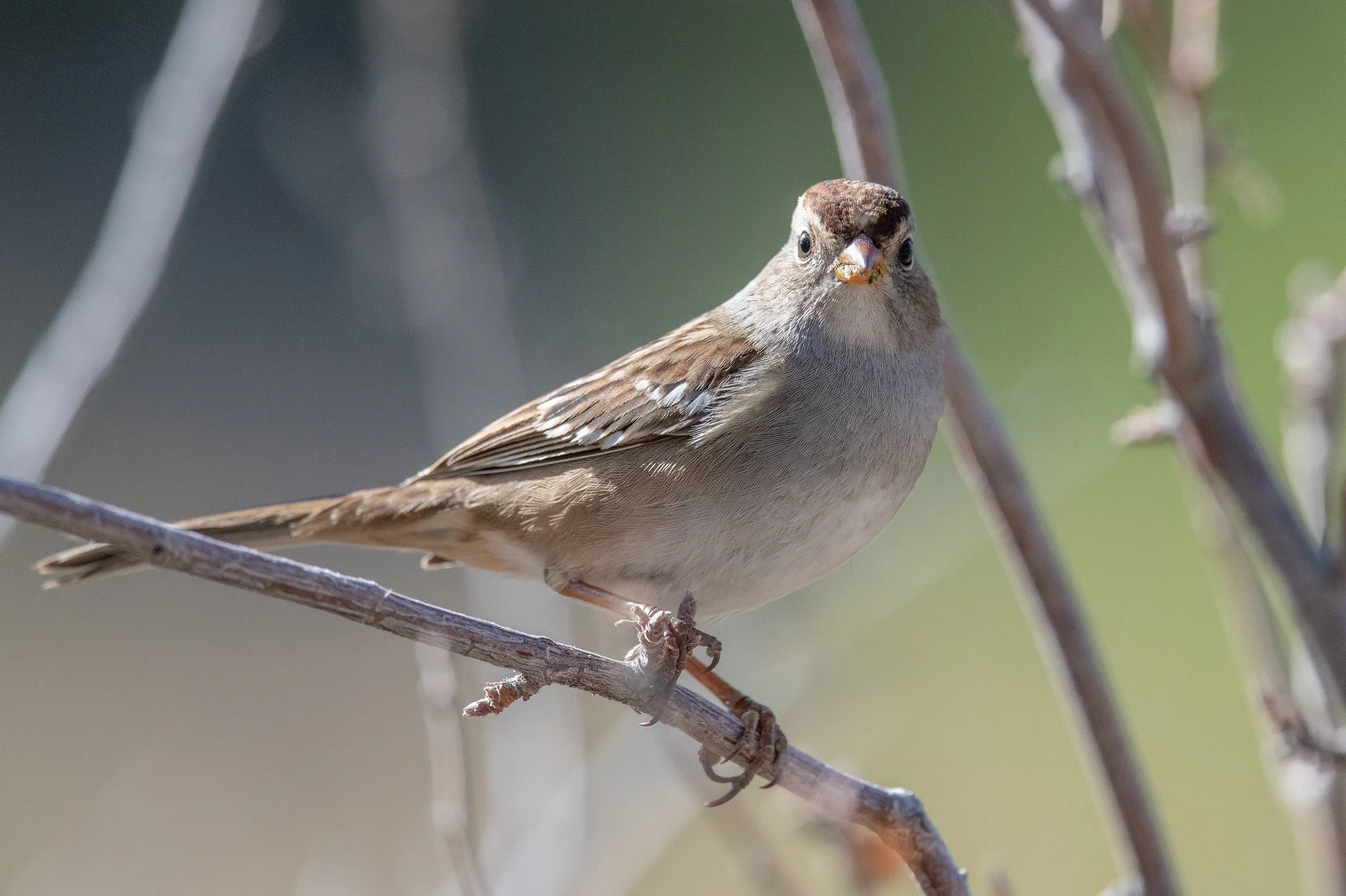 White-crowned Sparrow (Zonotrichia leucophrys)