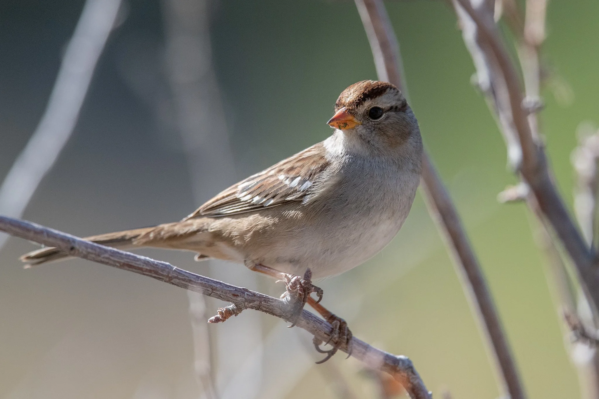 White-crowned Sparrow (Zonotrichia leucophrys)