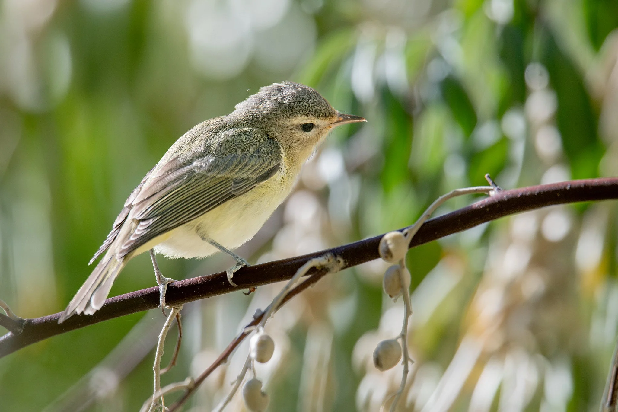 Western Warbling Vireo (Vireo swainsoni)
