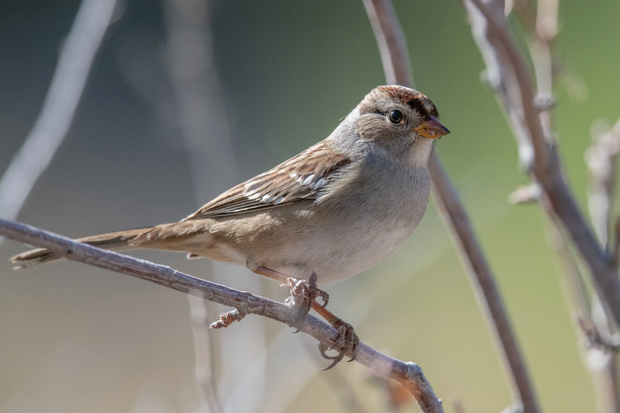 White-crowned Sparrow (Zonotrichia leucophrys)