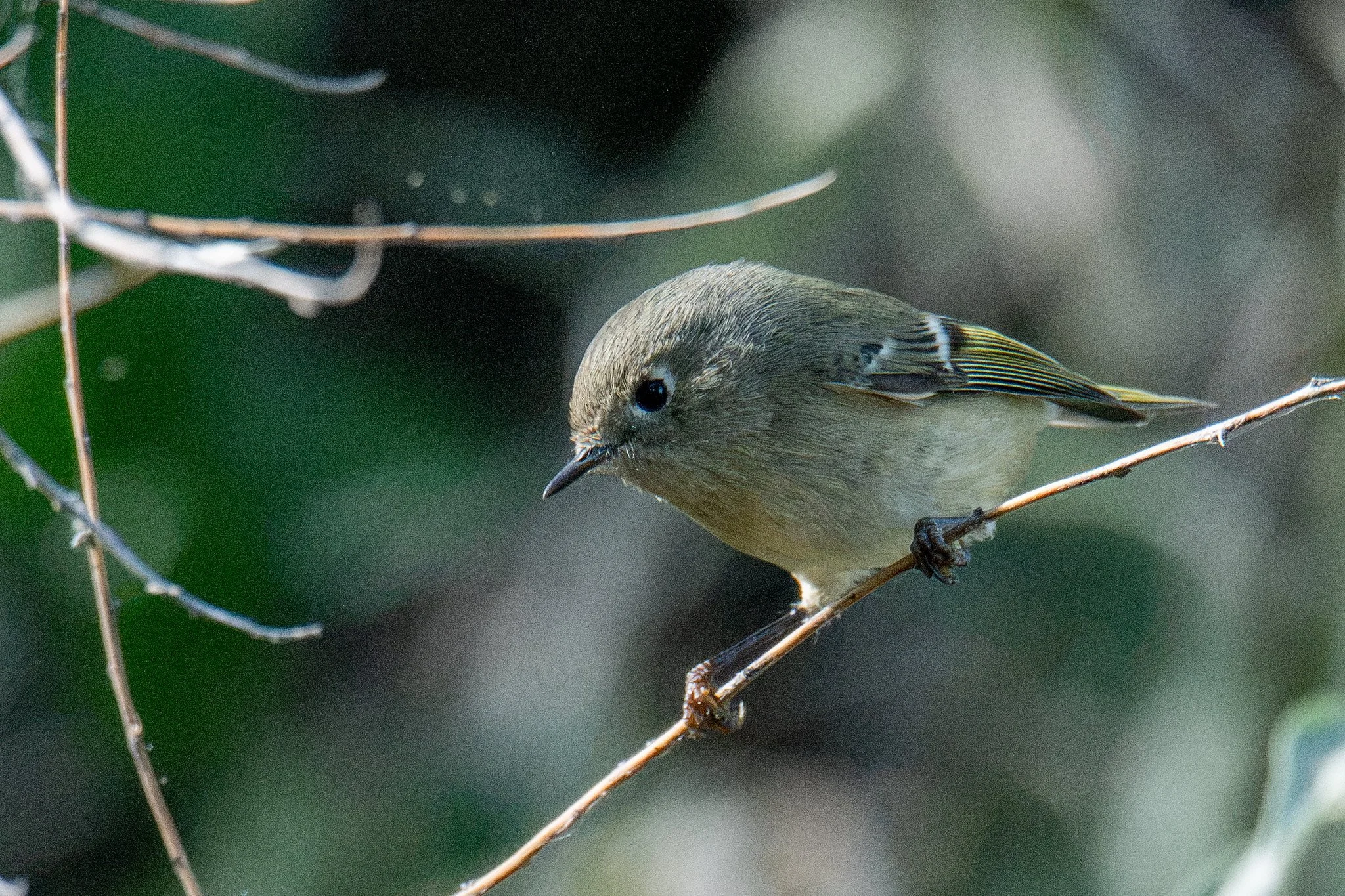 Ruby-crowned Kinglet (Corthylio calendula)