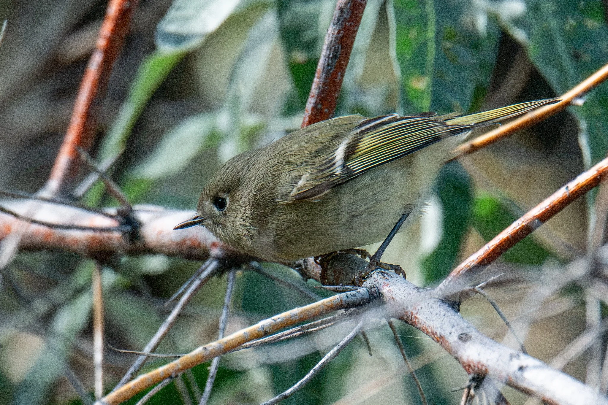 Ruby-crowned Kinglet (Corthylio calendula)