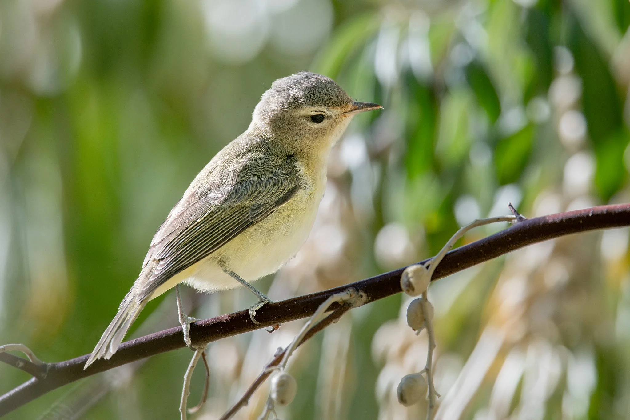 Western Warbling Vireo (Vireo swainsoni)