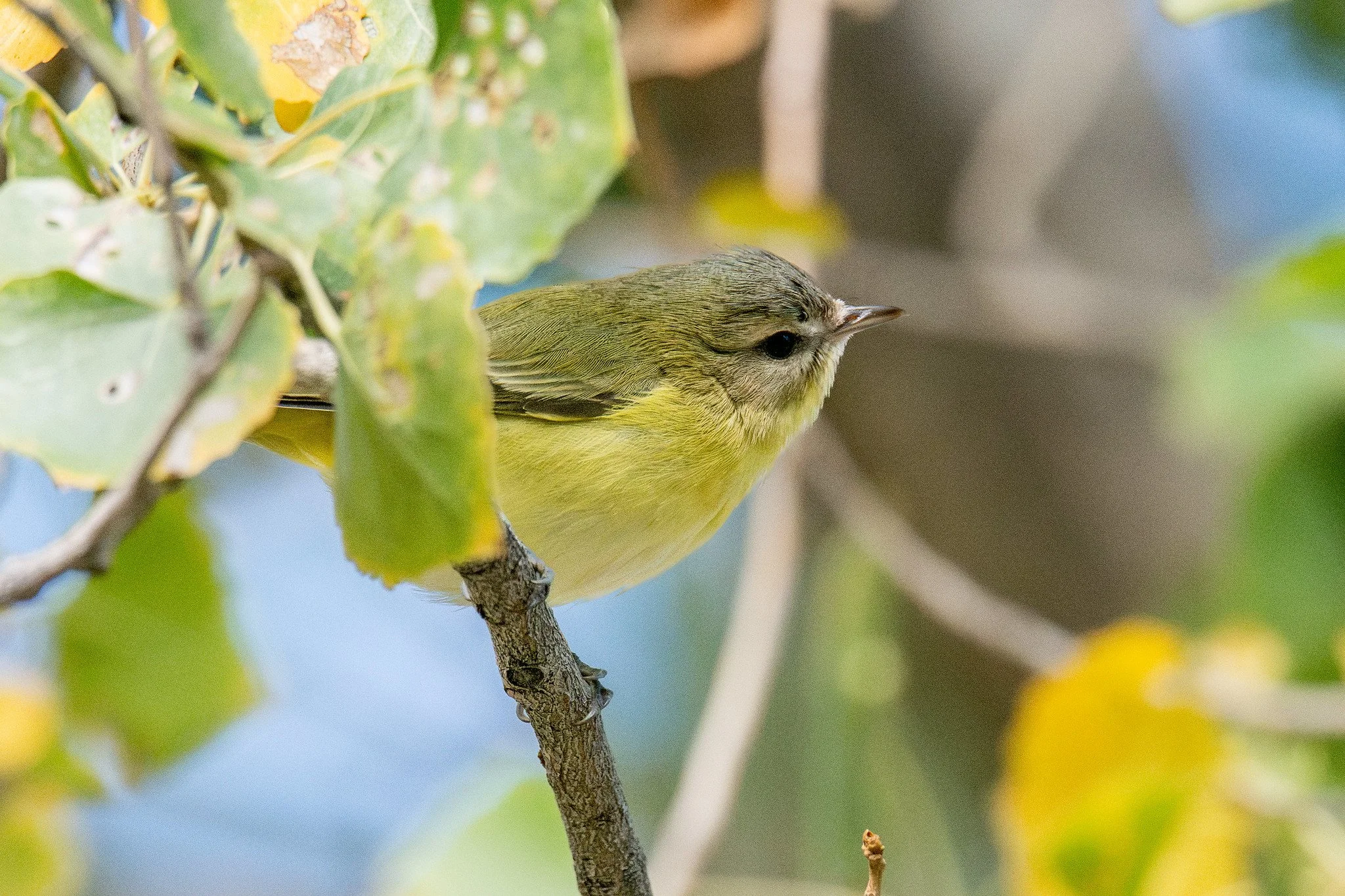 Philadelphia Vireo (Vireo philadelphicus)