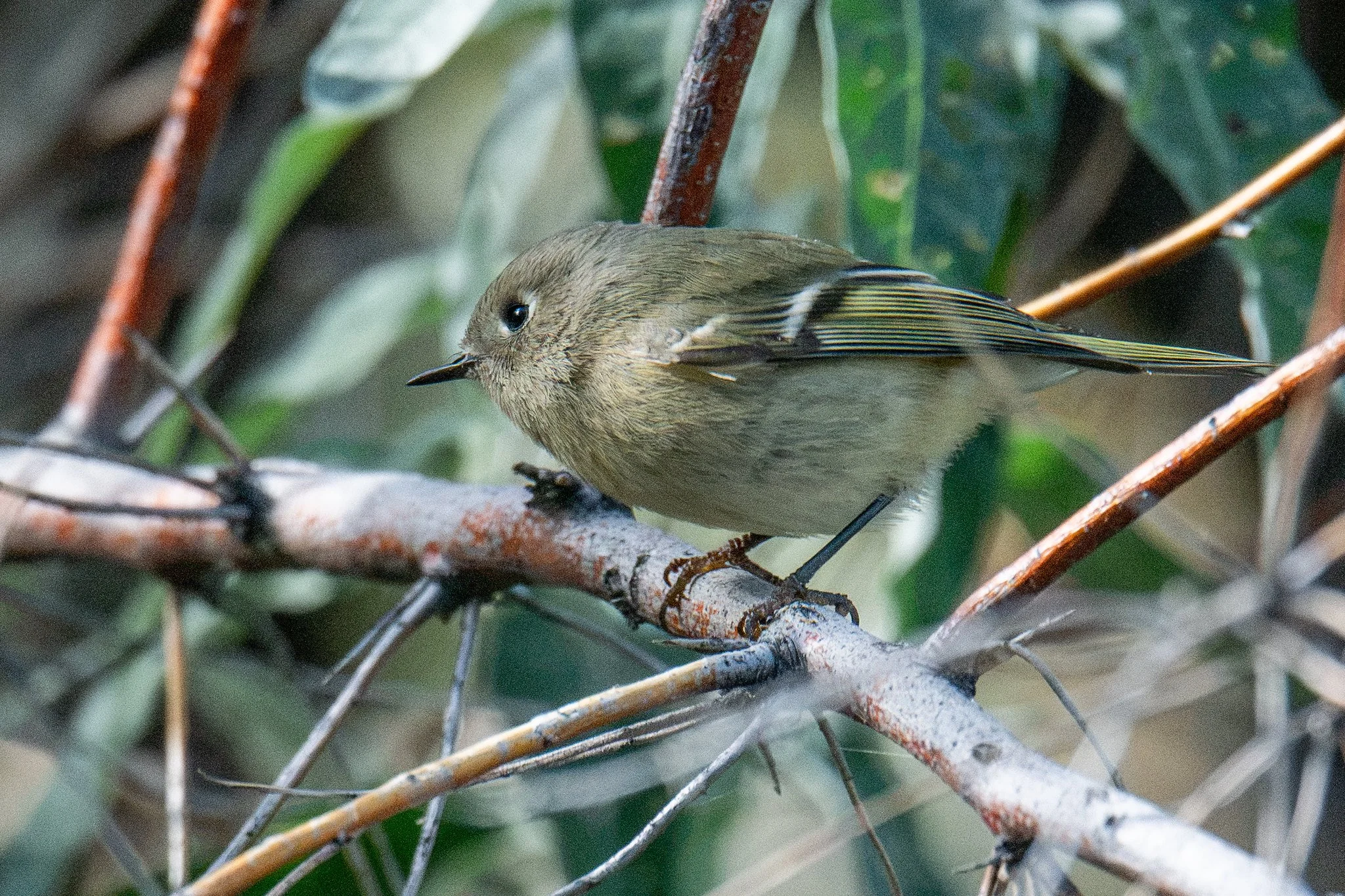 Ruby-crowned Kinglet (Corthylio calendula)