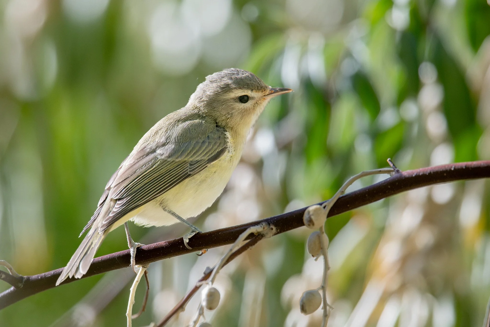 Western Warbling Vireo (Vireo swainsoni)