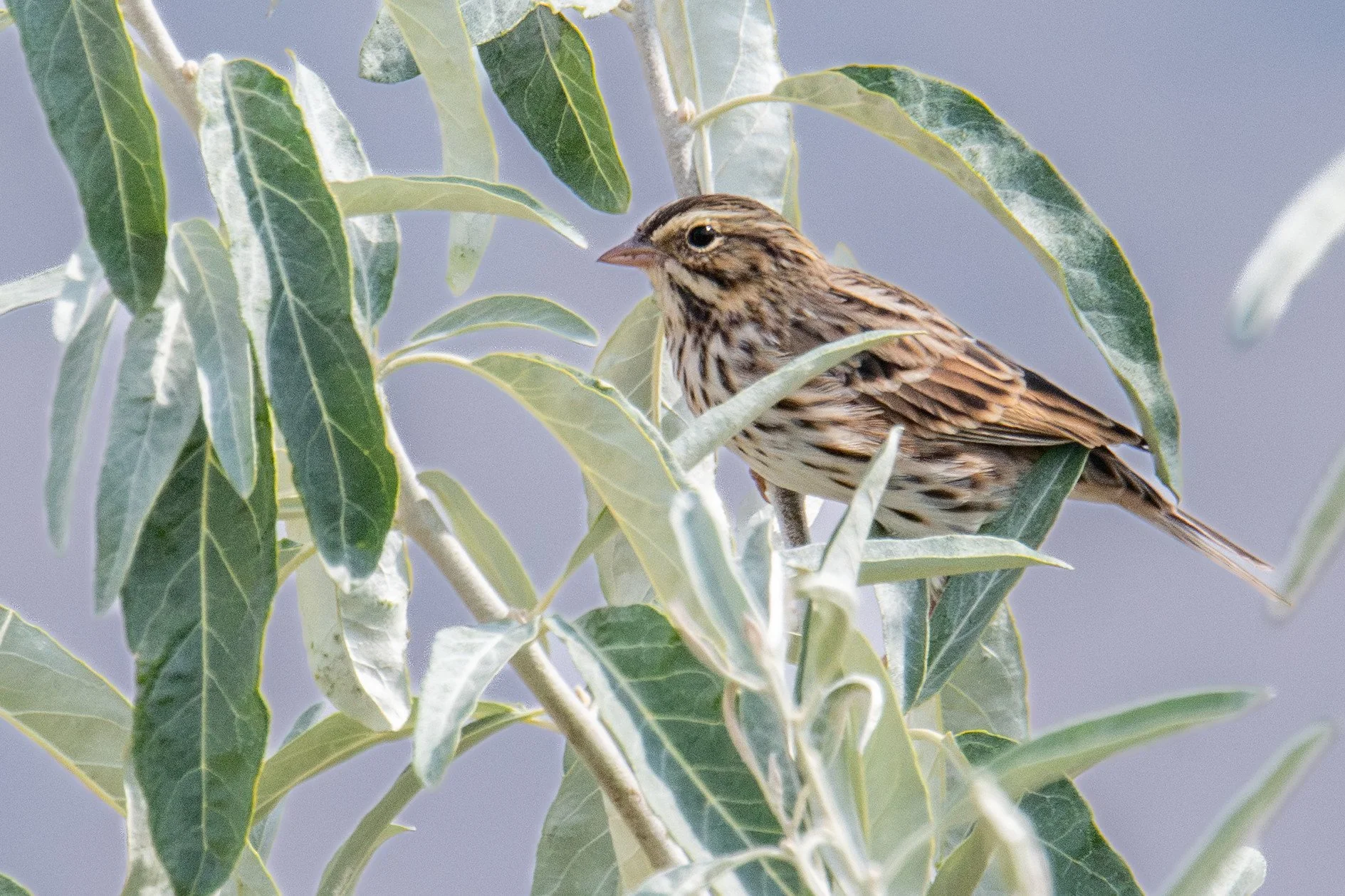 Savannah Sparrow (Passerculus sandwichensis)