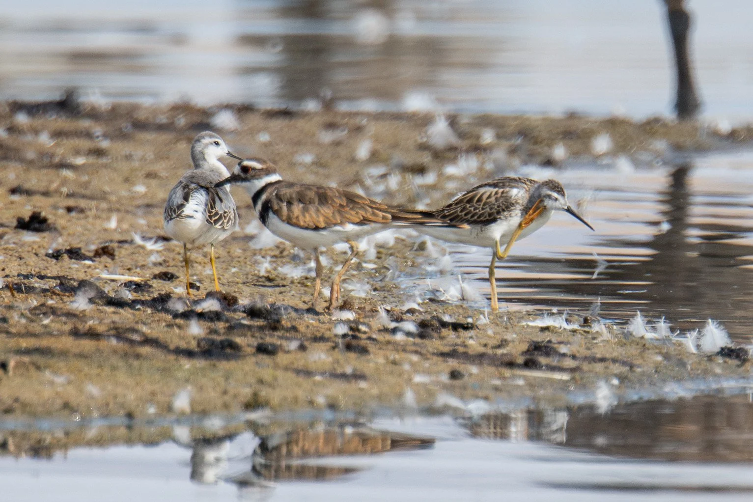 Wilson's Phalarop (Phalaropus tricolor) and Killdeer