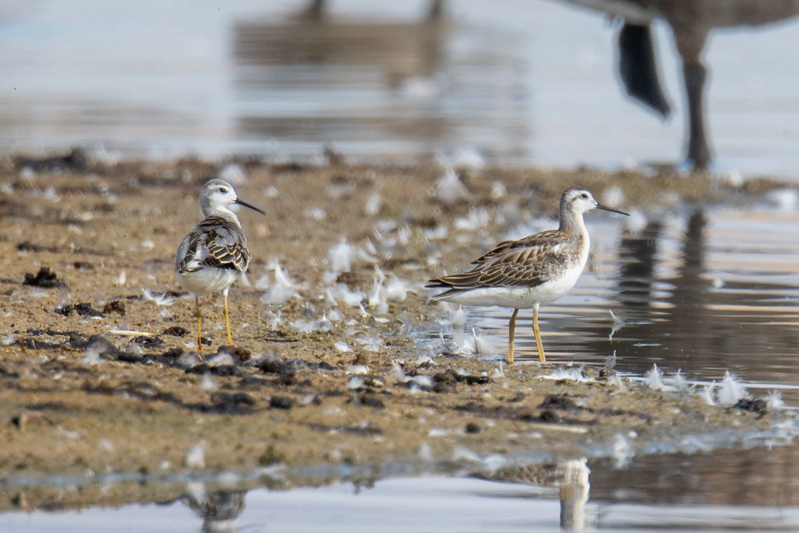 Wilson's Phalarope (Phalaropus tricolor)