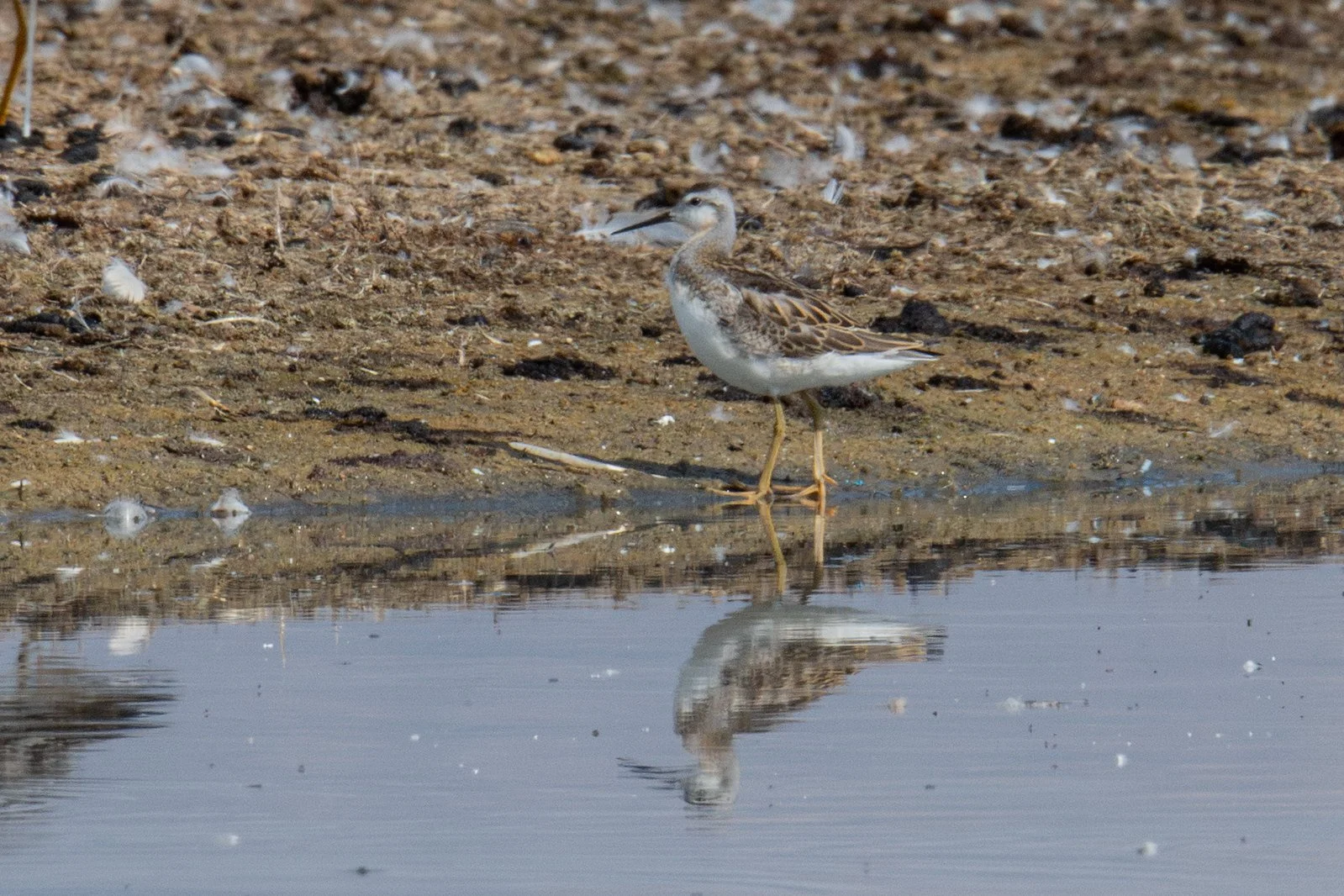 Wilson's Phalarope (Phalaropus tricolor)
