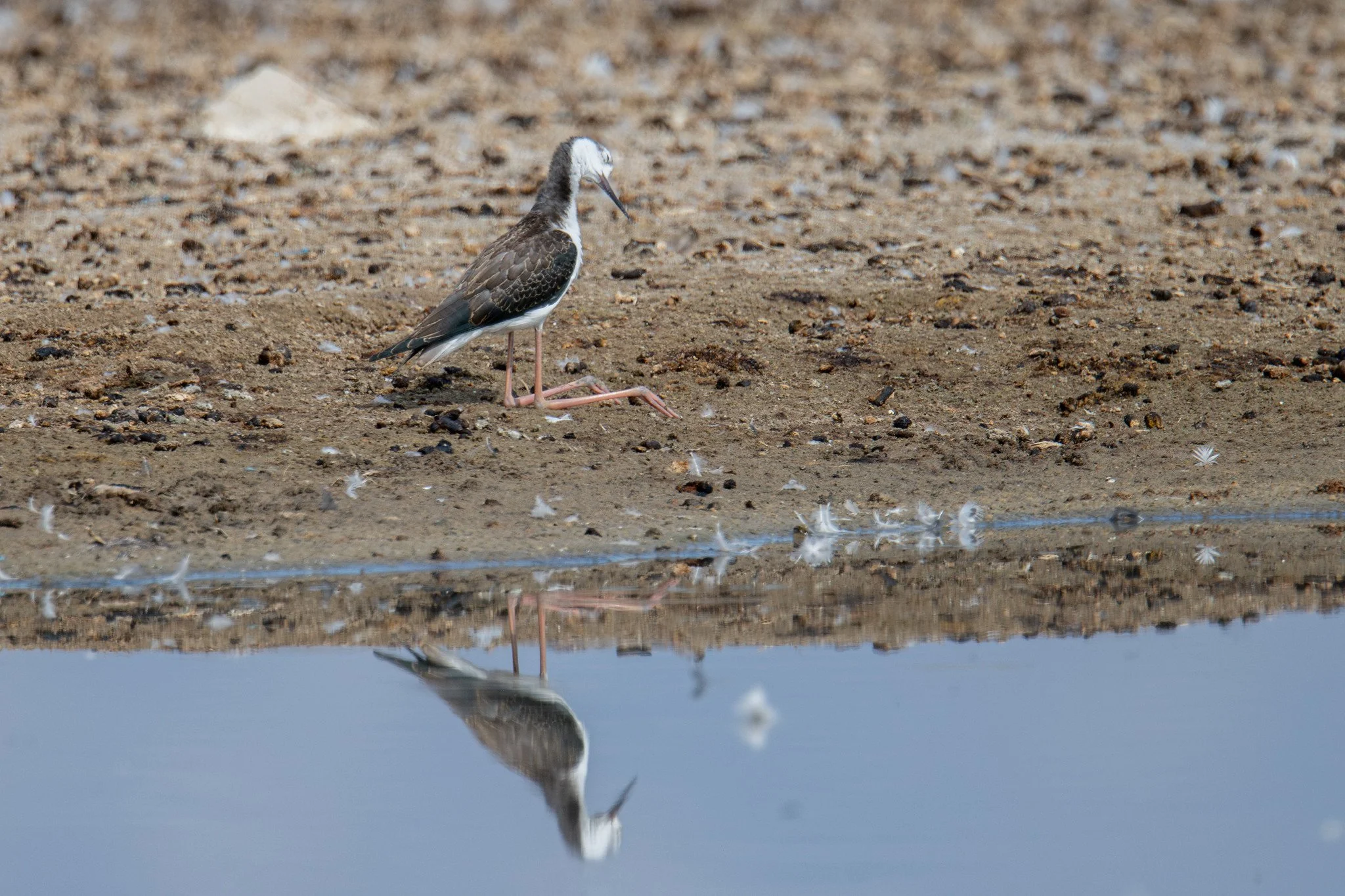 Black-necked Stilt (Himantopus mexicanus)