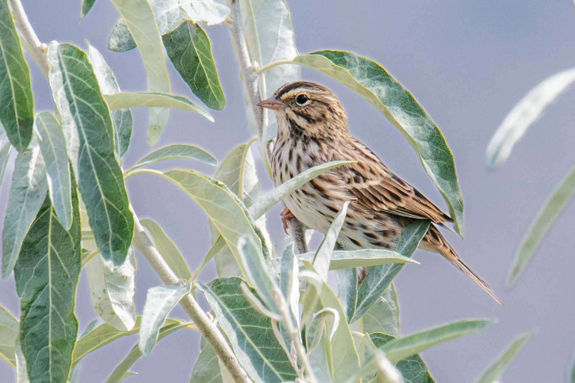 Savannah Sparrow (Passerculus sandwichensis)