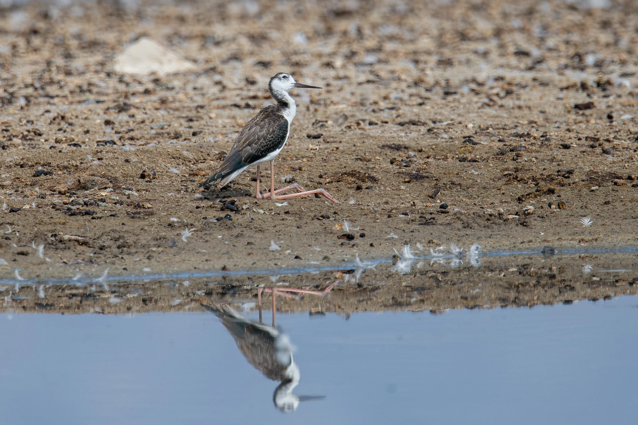 Black-necked Stilt (Himantopus mexicanus)