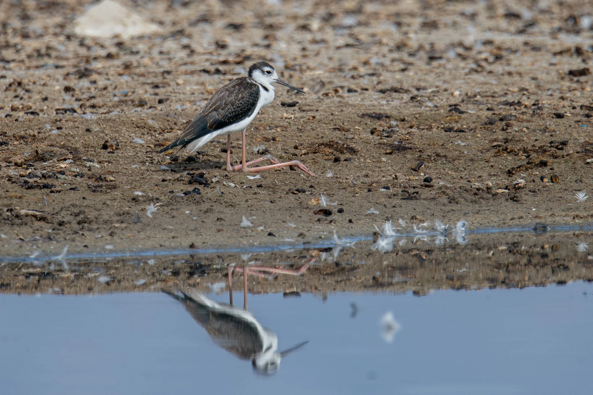 Black-necked Stilt (Himantopus mexicanus)