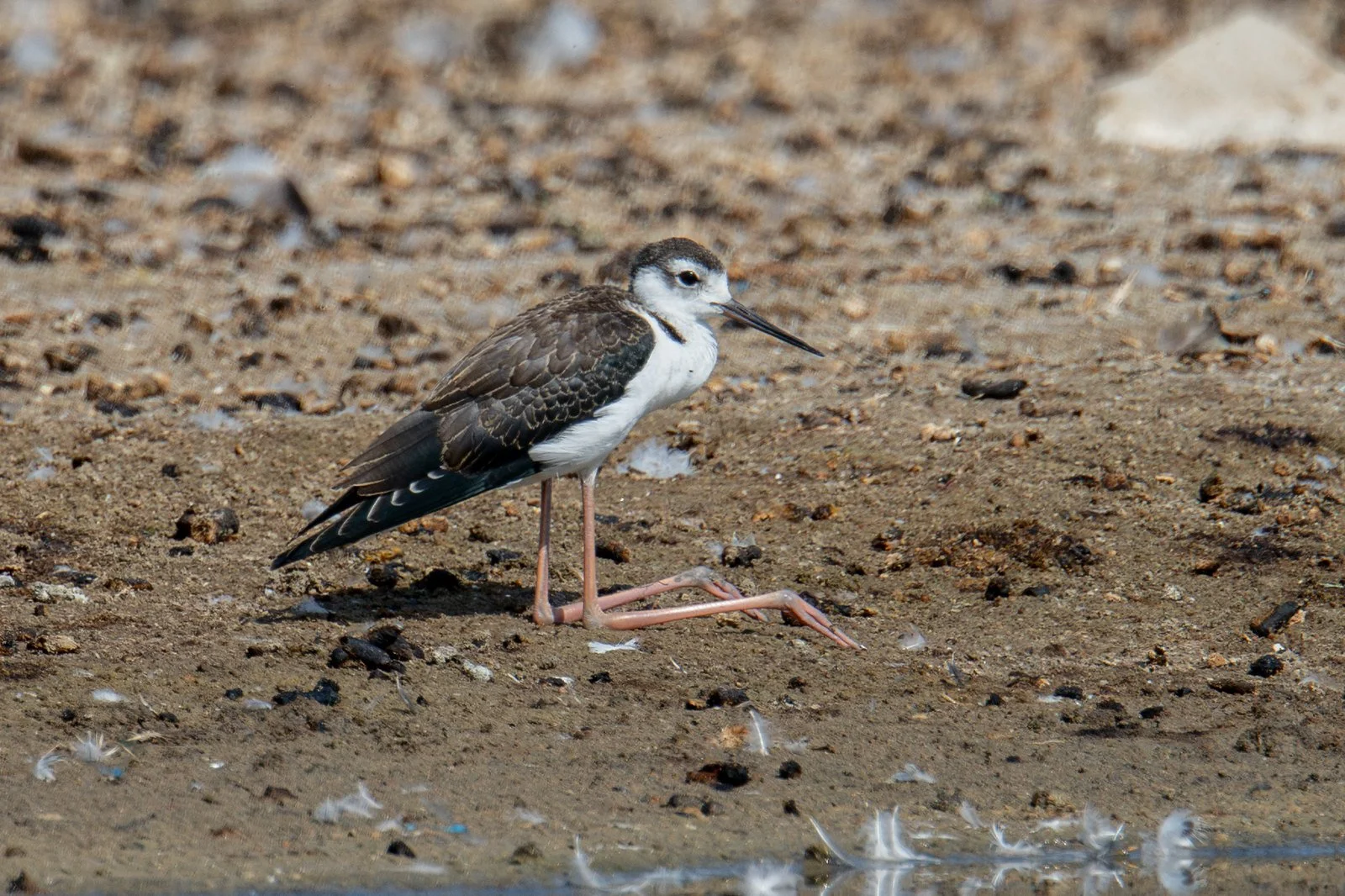 Black-necked Stilt (Himantopus mexicanus)