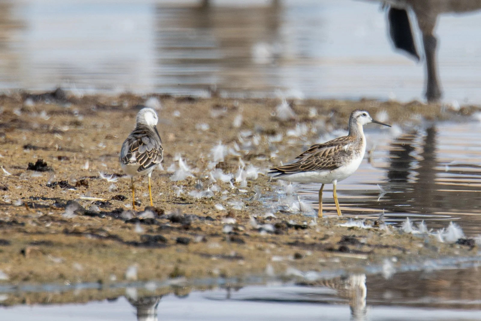 Wilson's Phalarope (Phalaropus tricolor)