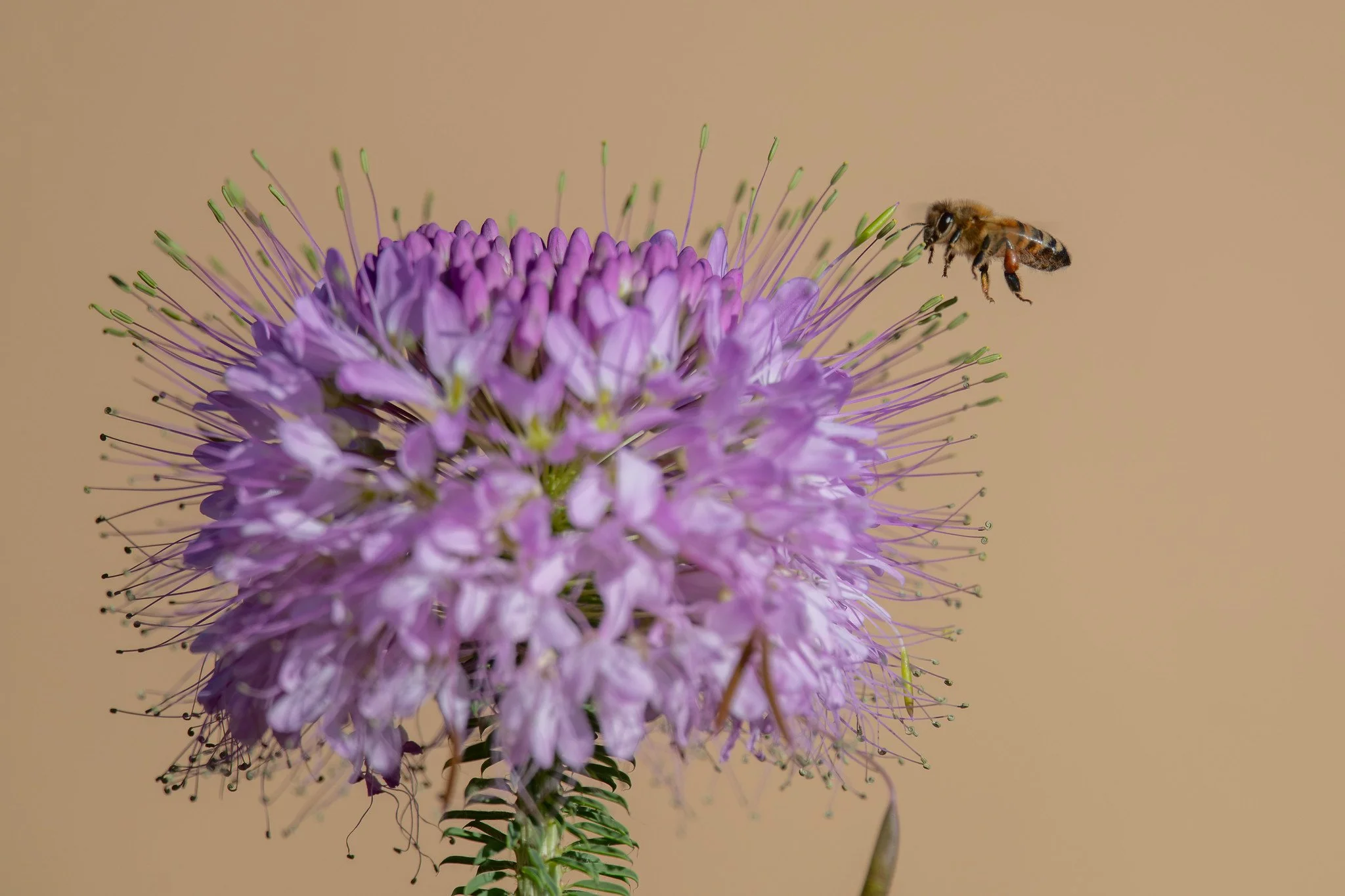 Honey Bee (Apis mellifera) searching a Rocky Mountain Bee Plant (Cleome serrulata)
