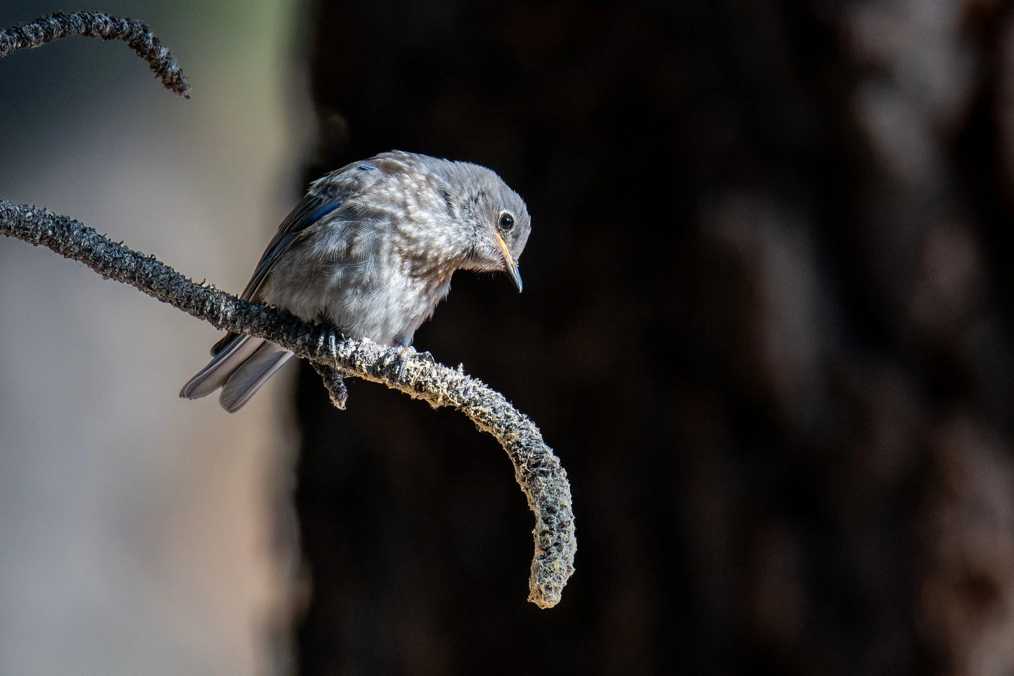 Western Bluebird (Sialia mexicana)