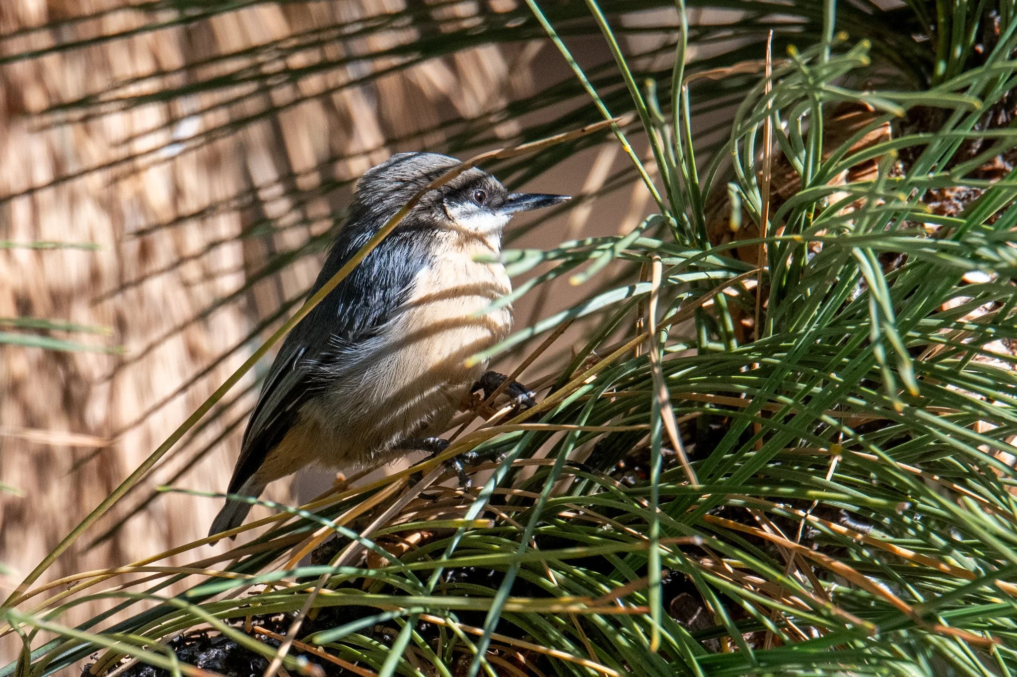 Pygmy Nuthatch (Sitta pygmaea)