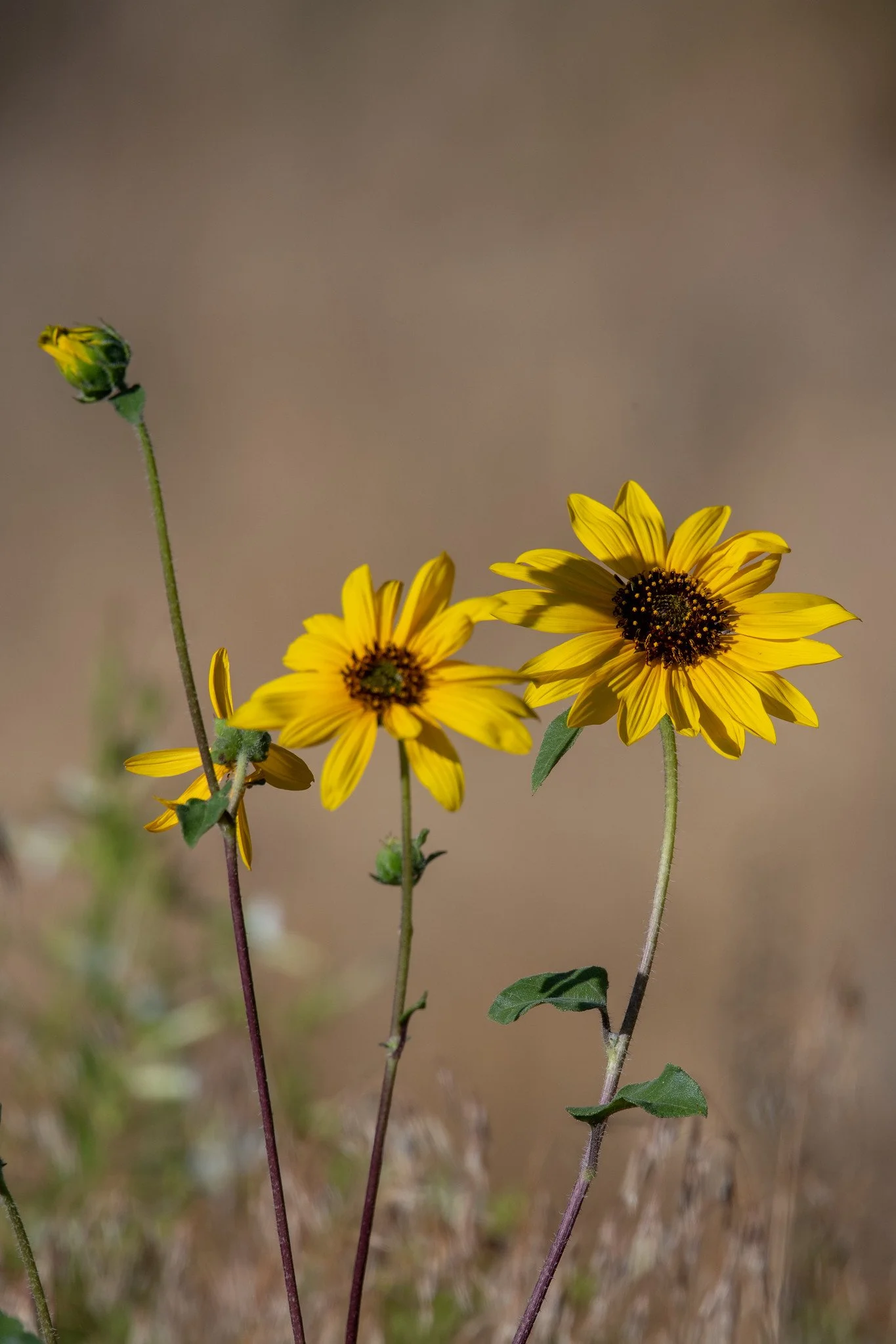 Wild Sunflower (Helianthus annuus)