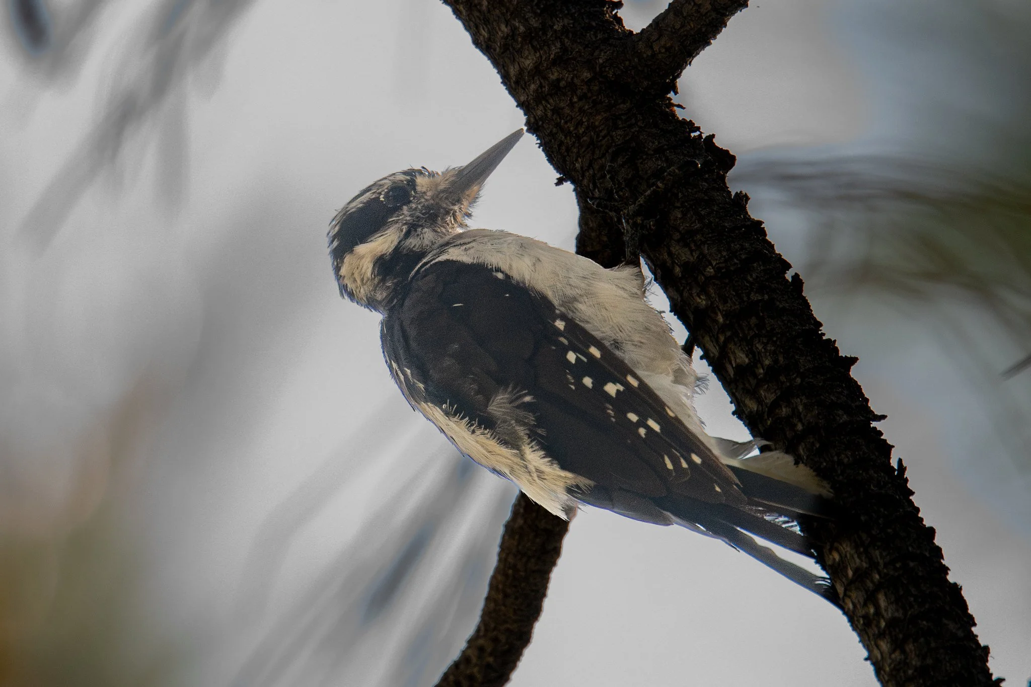 Hairy Woodpecker (Leuconotopicus villosus)