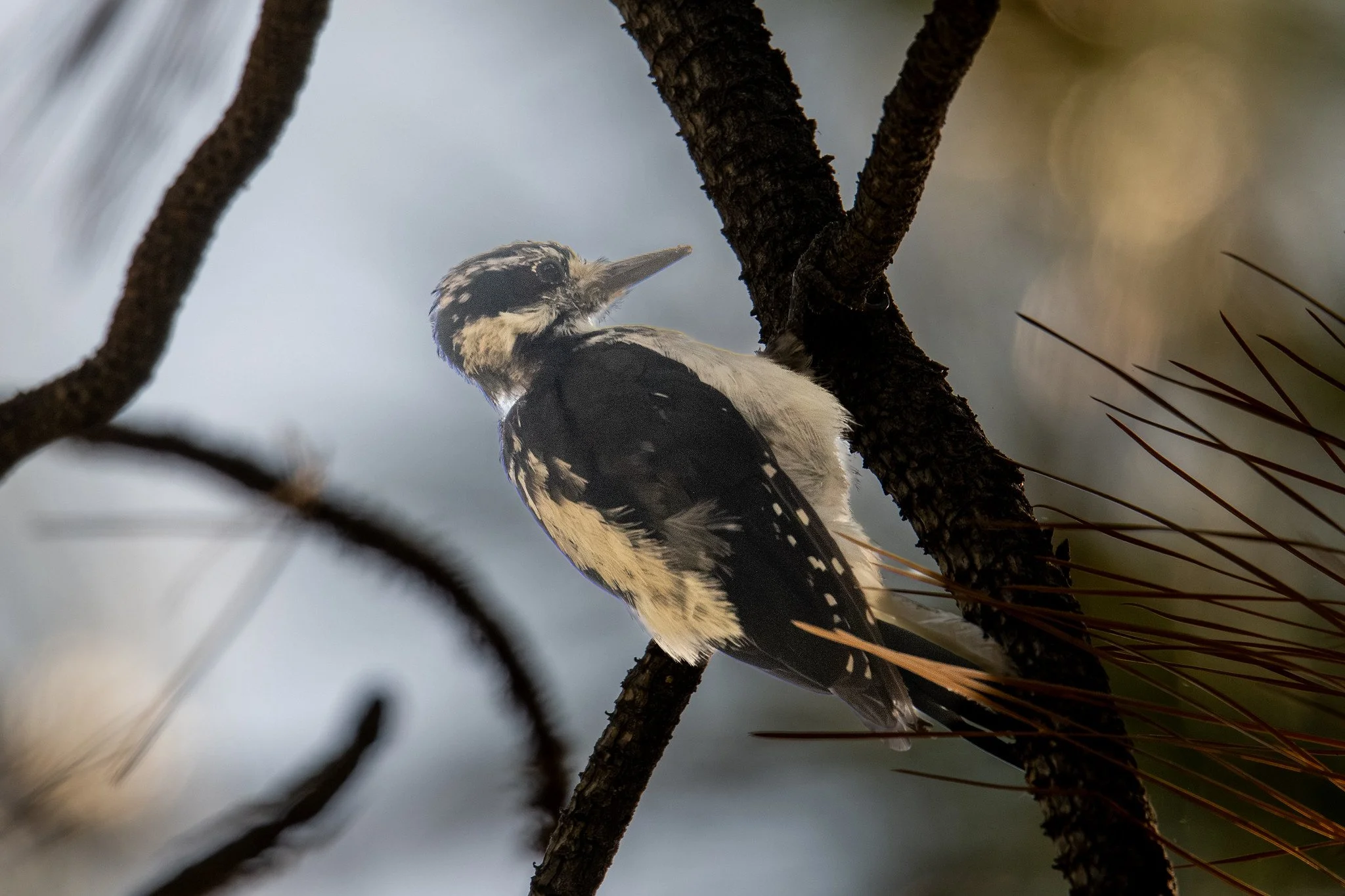 Hairy Woodpecker (Leuconotopicus villosus)