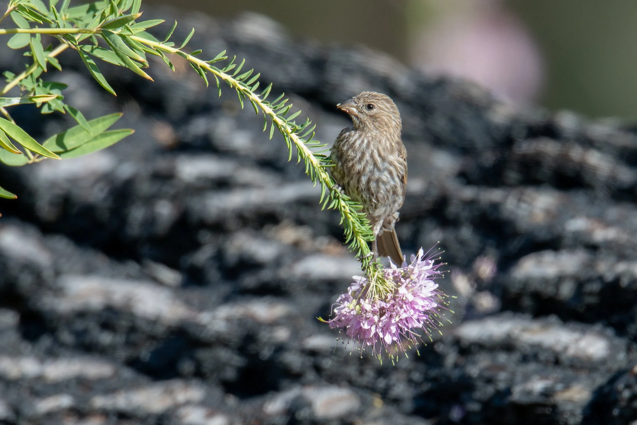 House Finch (Haemorhous mexicanus)