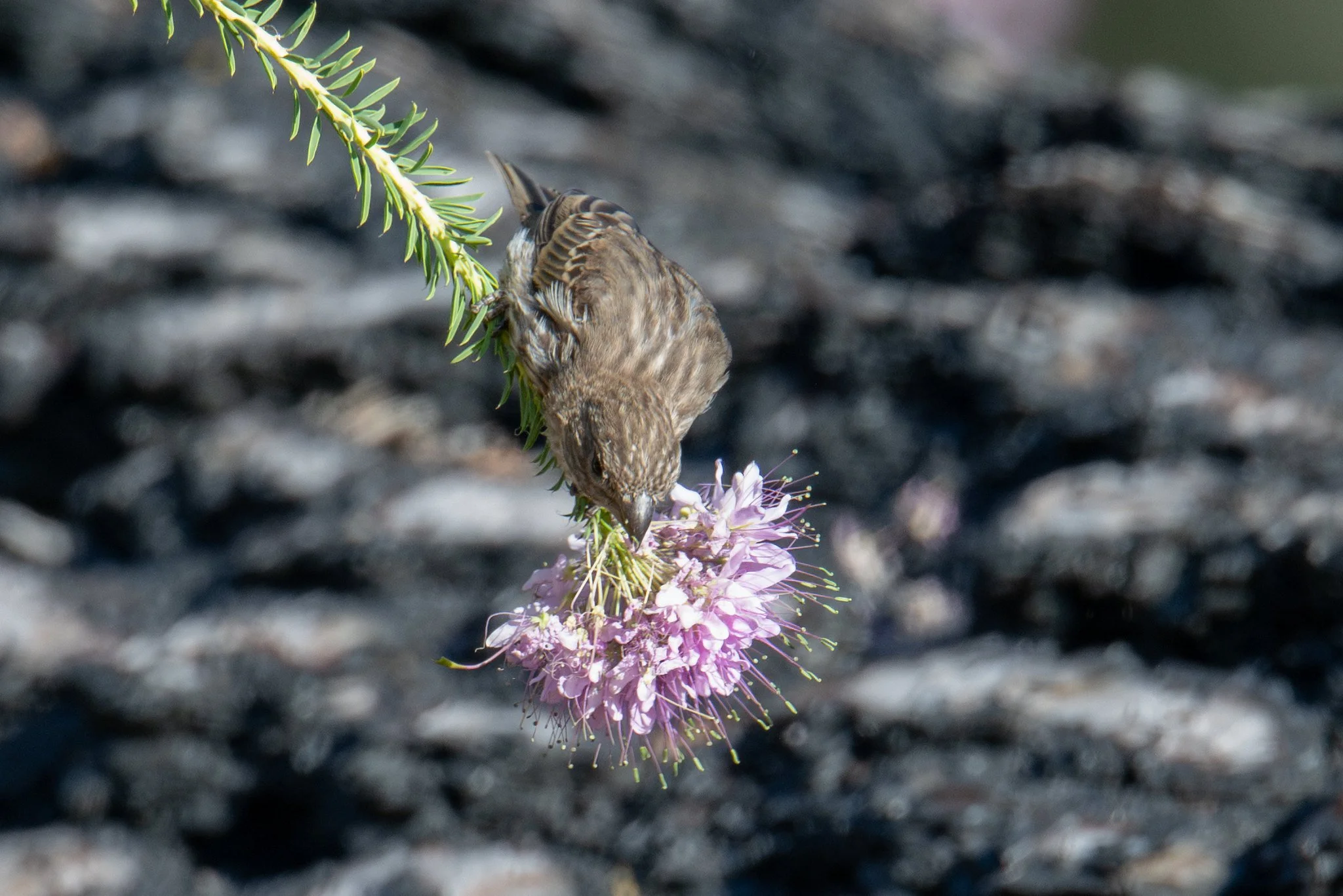 House Finch (Haemorhous mexicanus)