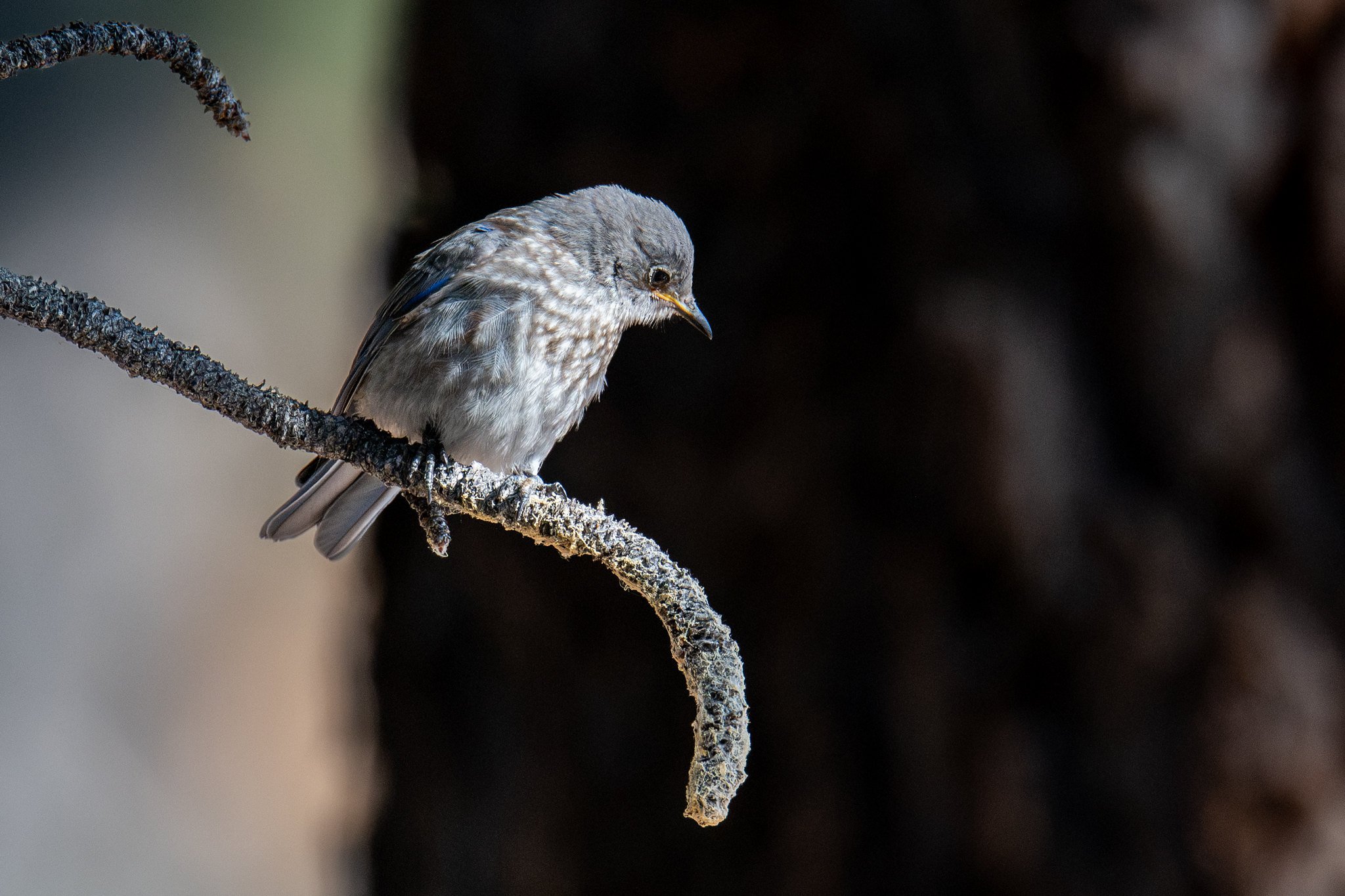 Western Bluebird (Sialia mexicana)