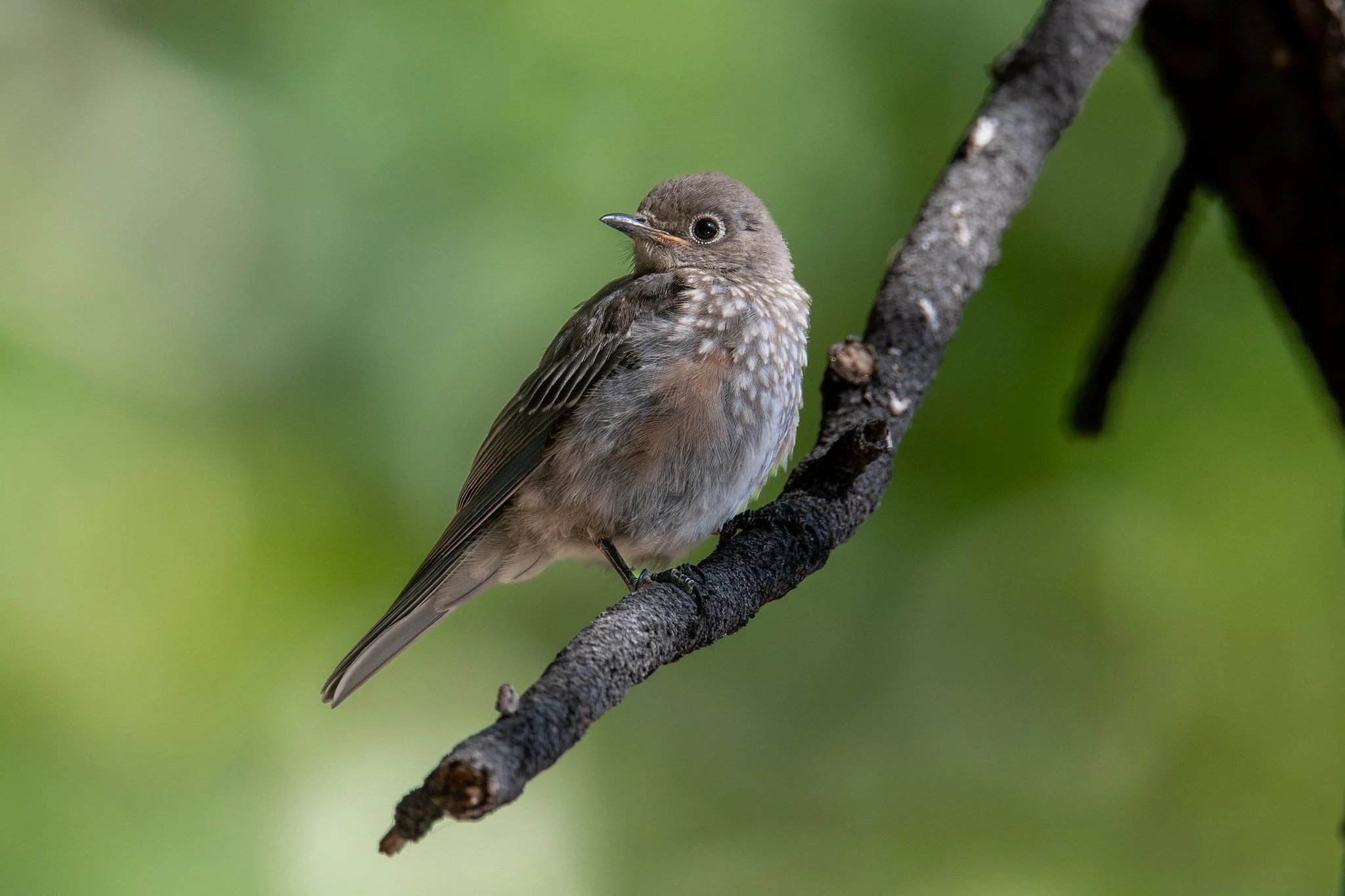 Western Bluebird, immature (Sialia mexicana)