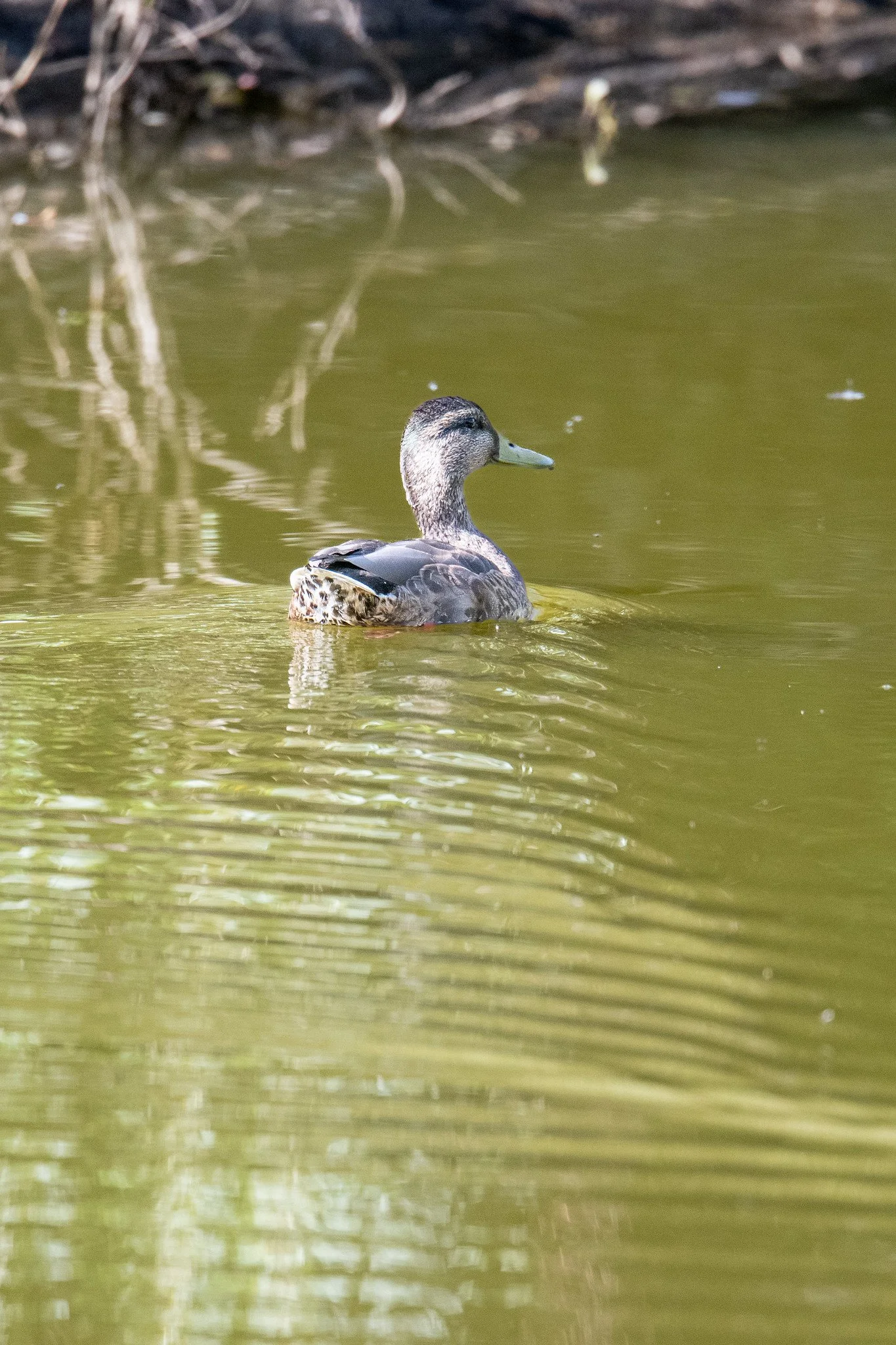 Mallard (Anas platyrhynchos)