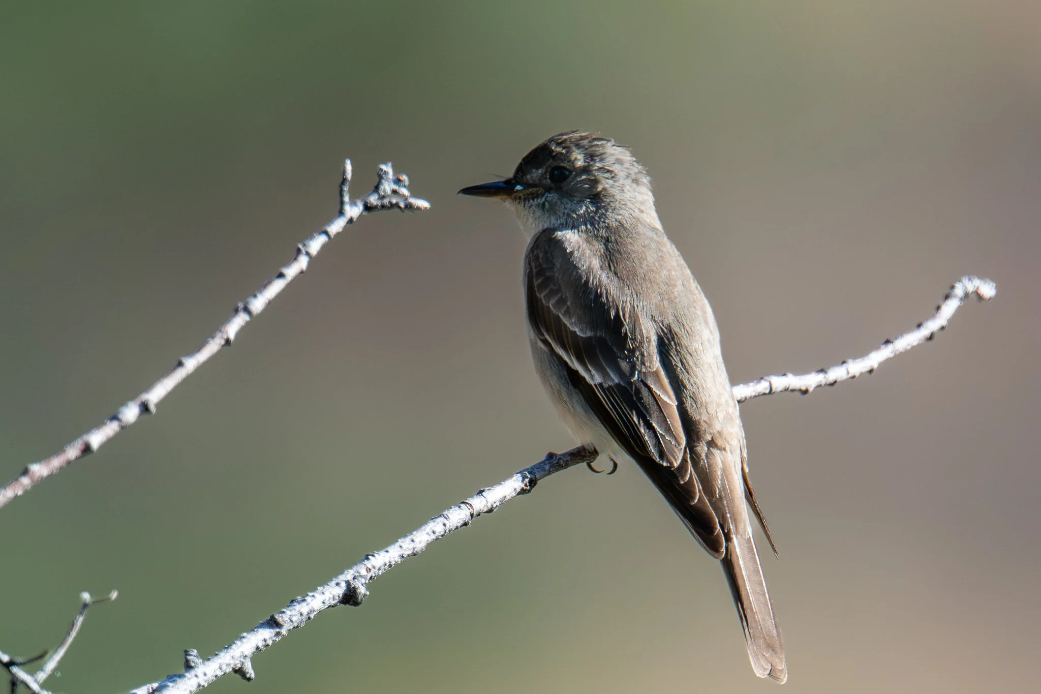 Western Wood-Pewee (Contopus sordidulus)