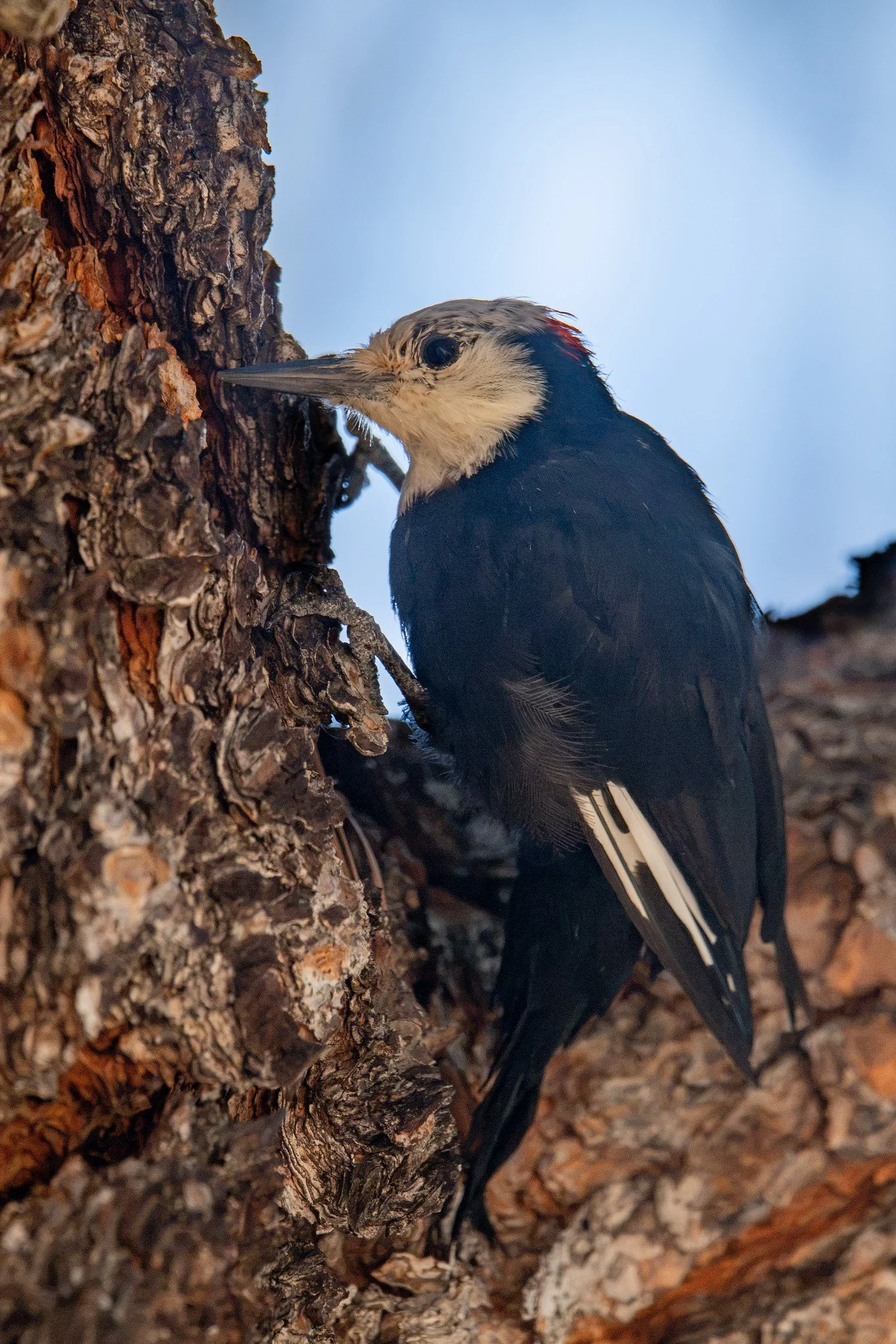 White-headed Woodpecker (Leuconotopicus albolarvatus)