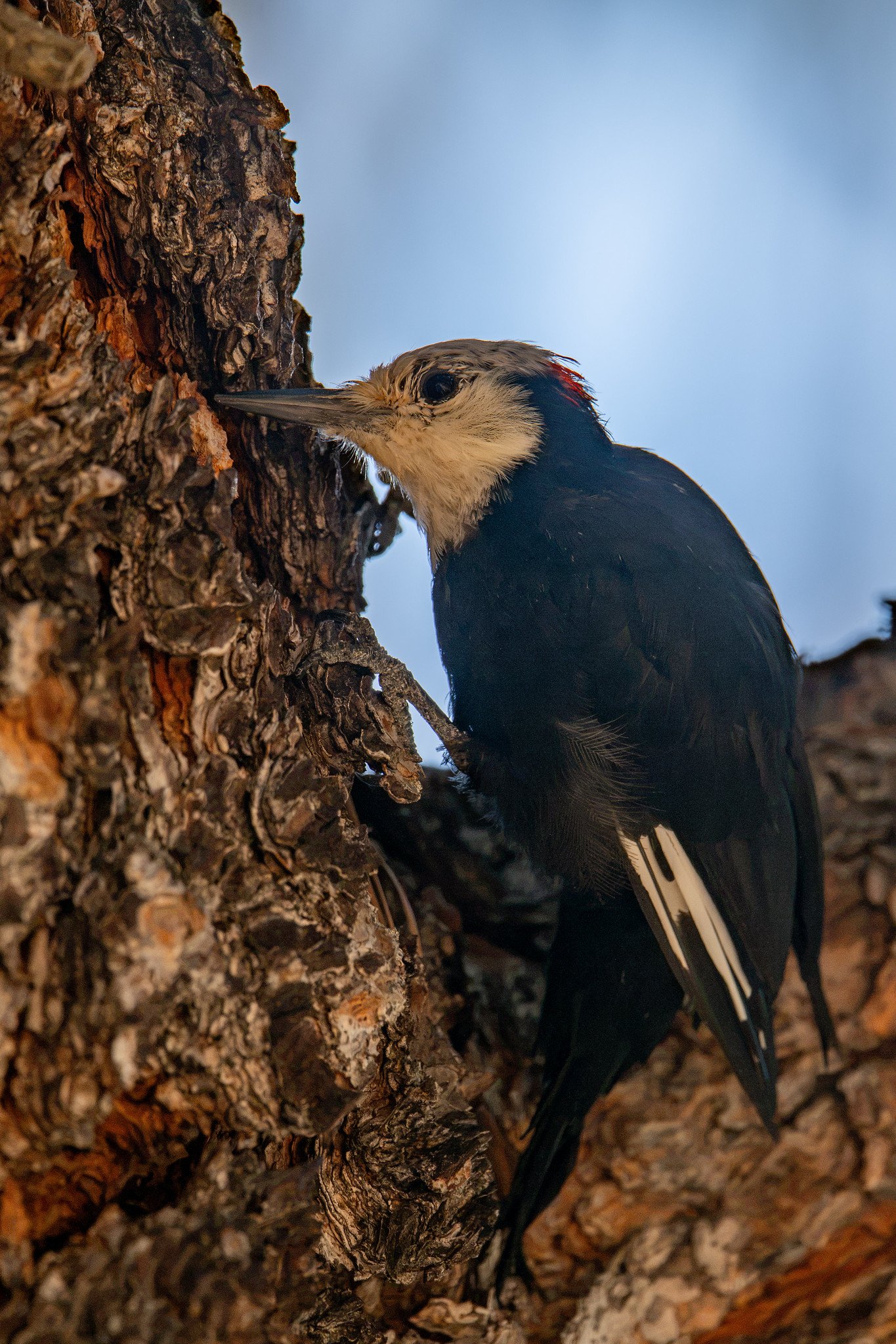 White-headed Woodpecker (Leuconotopicus albolarvatus)