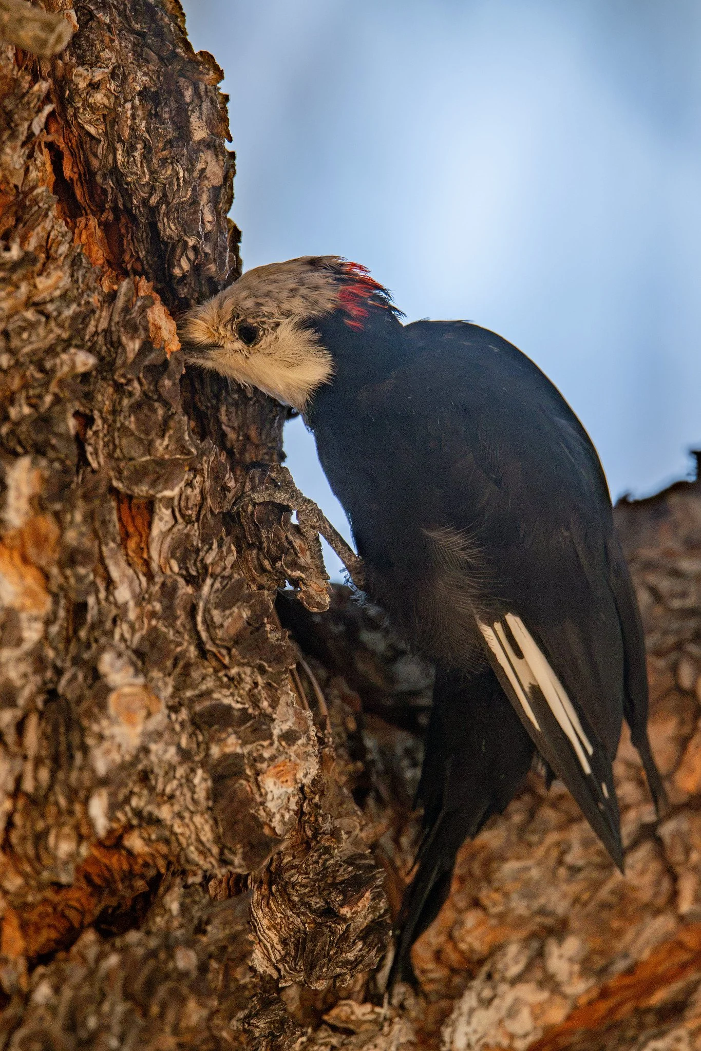 White-headed Woodpecker (Leuconotopicus albolarvatus)