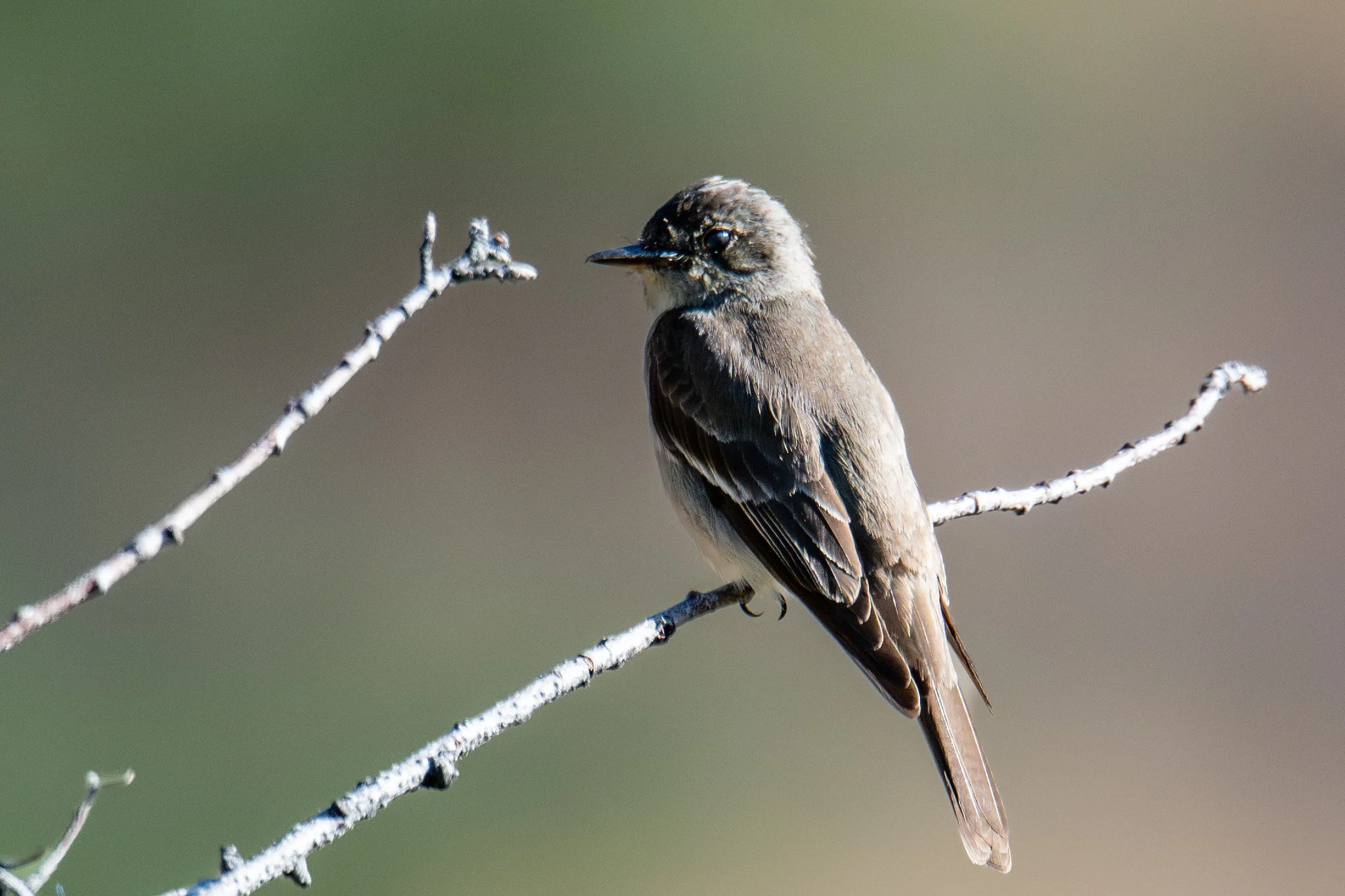 Western Wood-Pewee (Contopus sordidulus)
