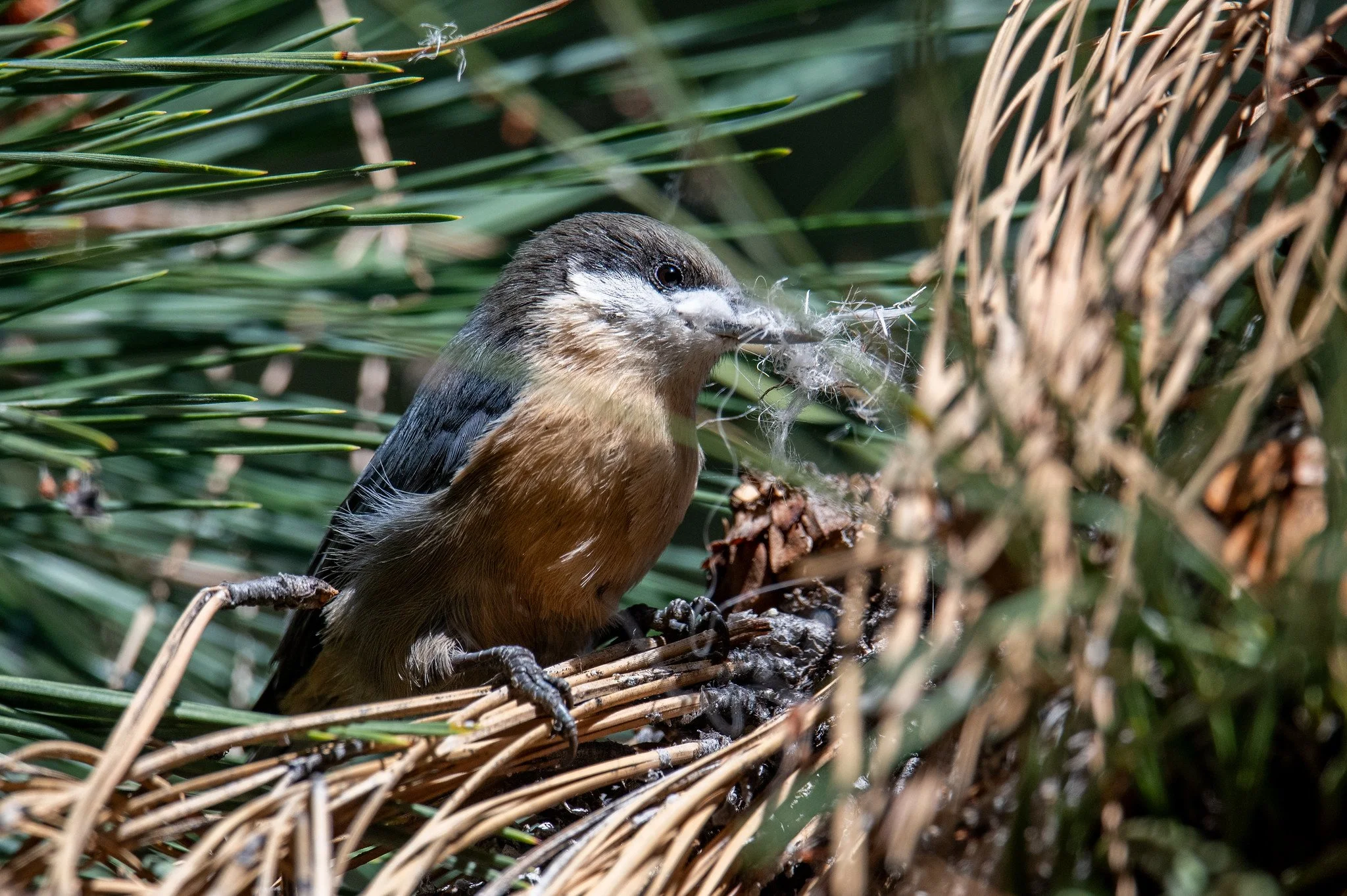 Pygmy Nuthatch (Sitta pygmaea)