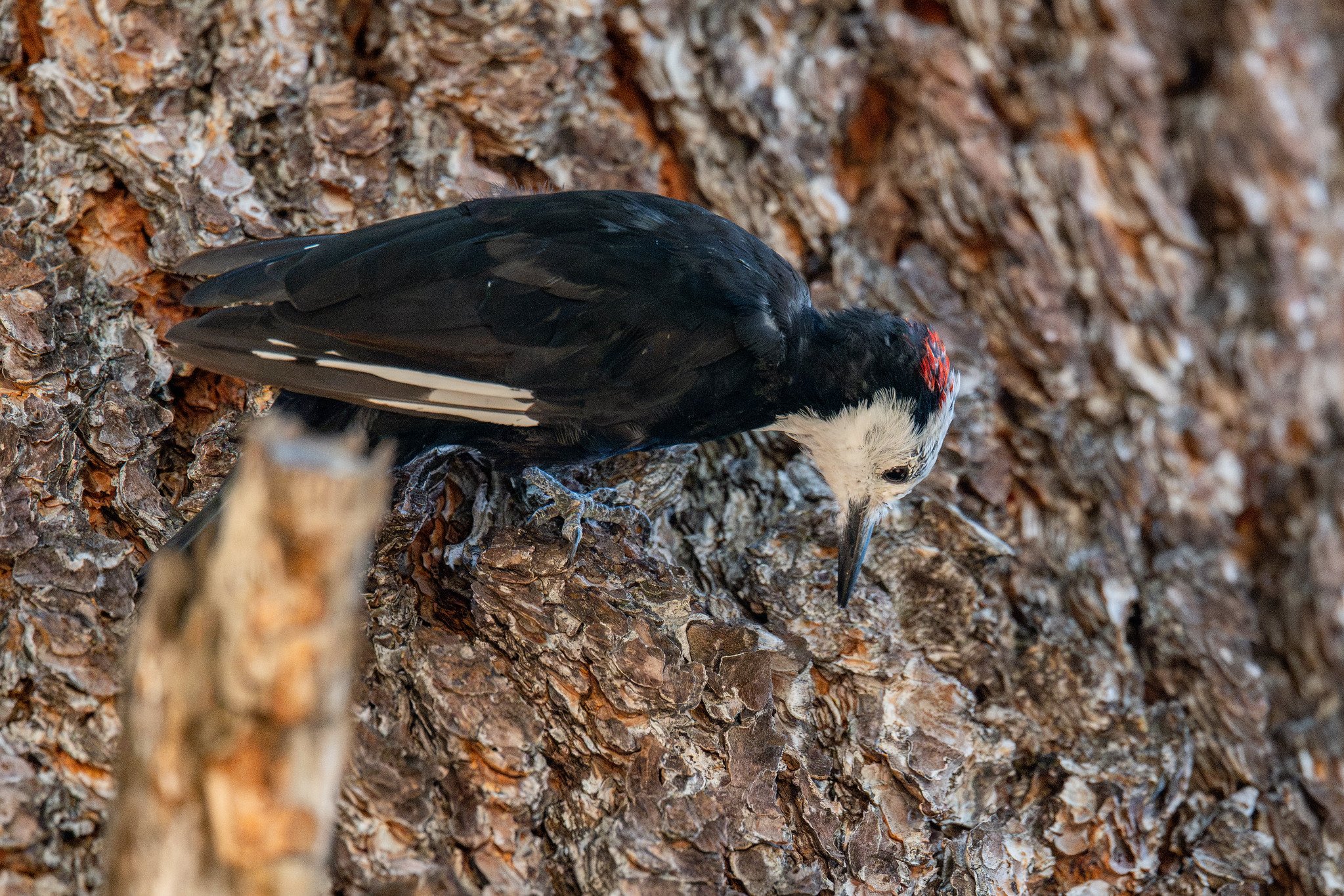White-headed Woodpecker (Leuconotopicus albolarvatus)