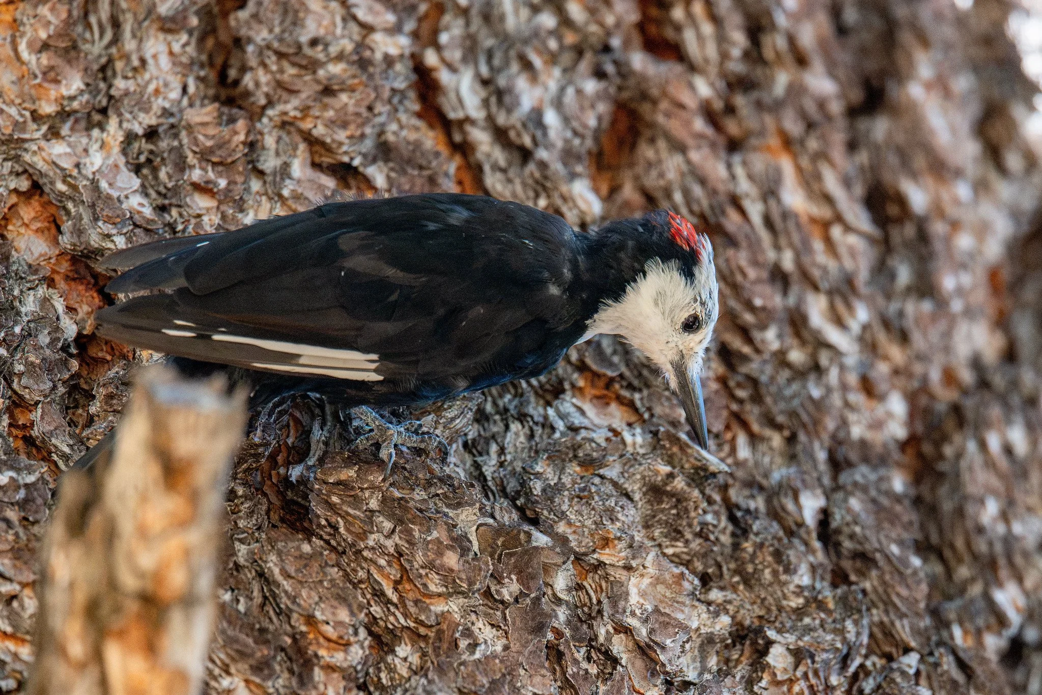 White-headed Woodpecker (Leuconotopicus albolarvatus)