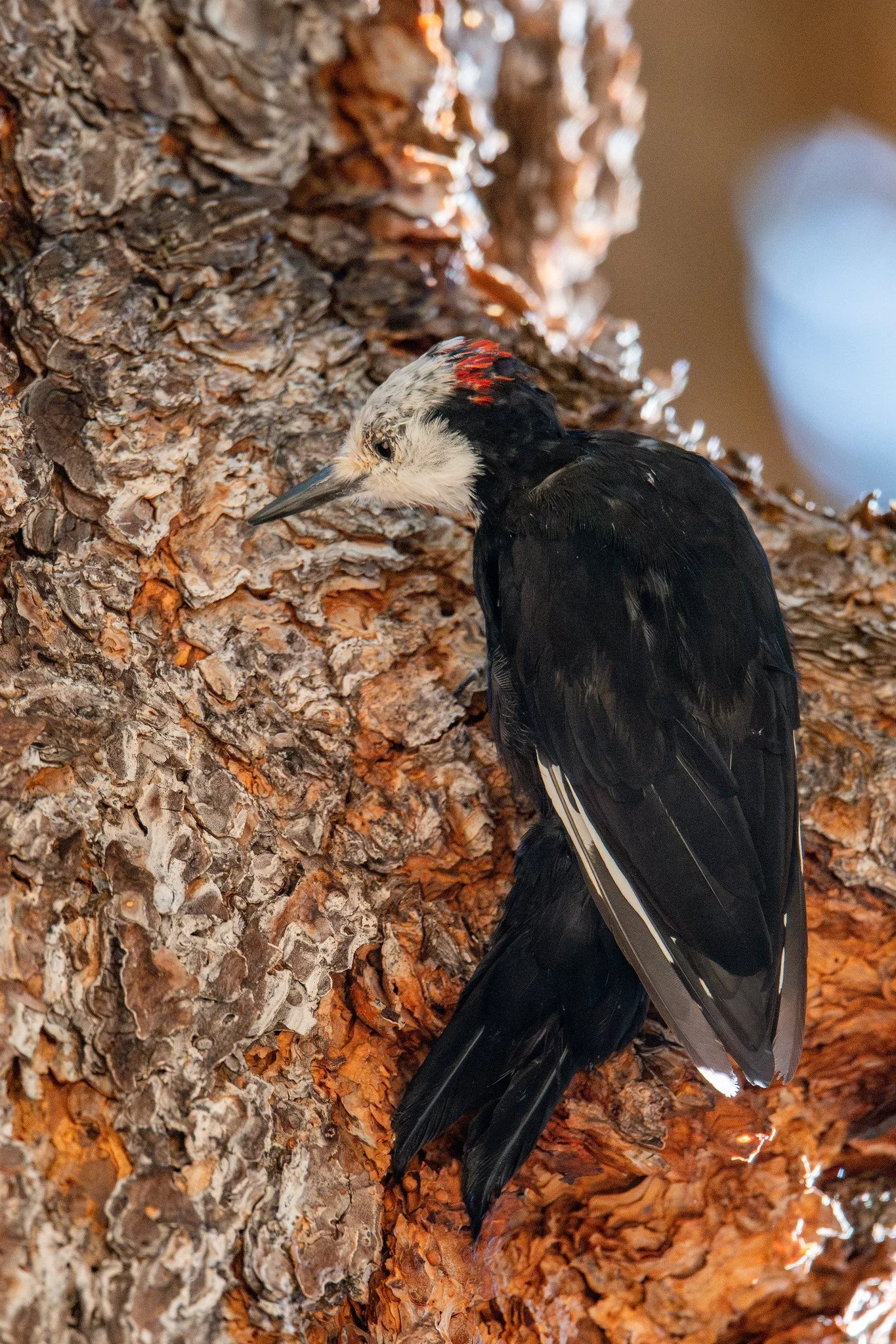 White-headed Woodpecker (Leuconotopicus albolarvatus)