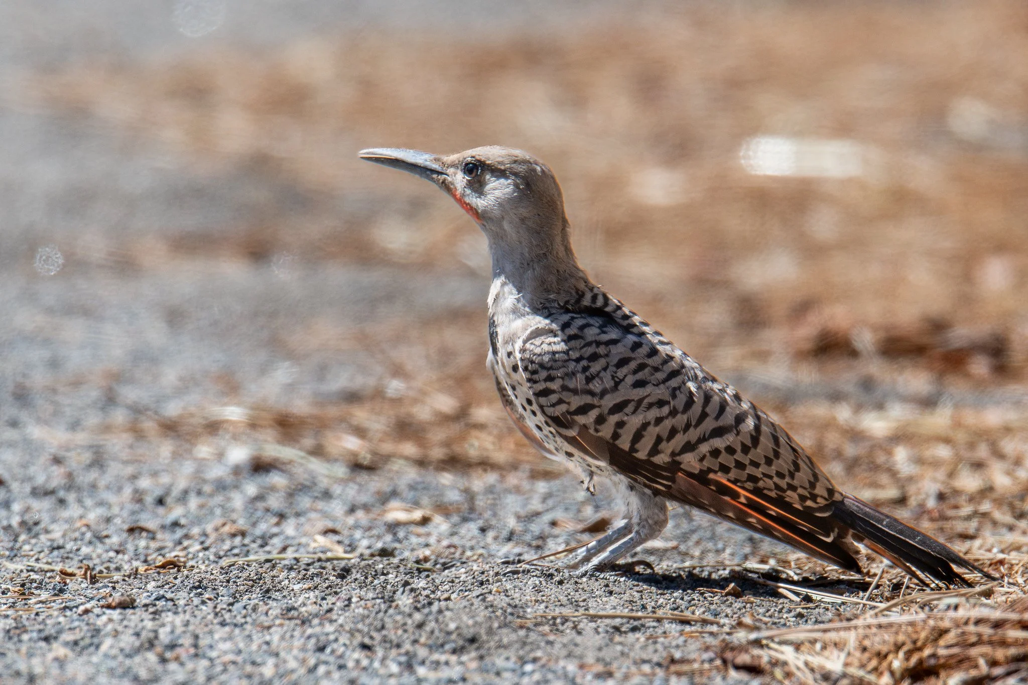 Northern Flicker (Colaptes auratus)