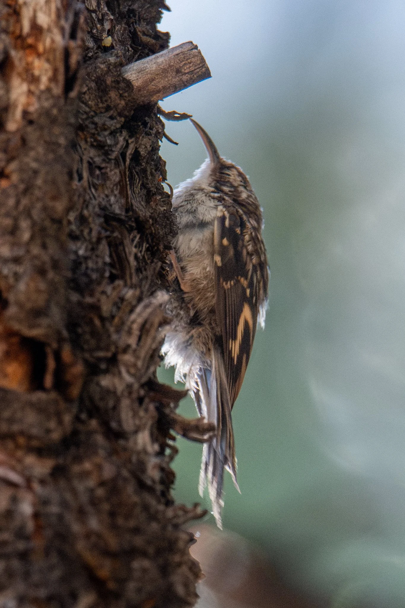 Brown Creeper (Certhia americana)