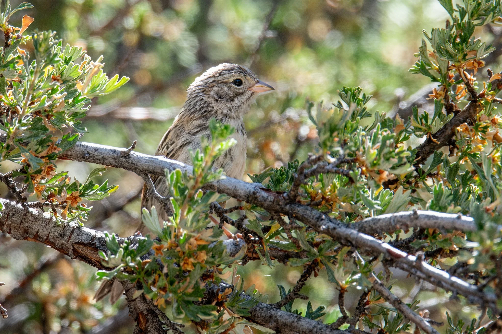 Brewer's Sparrow (Spizella breweri)