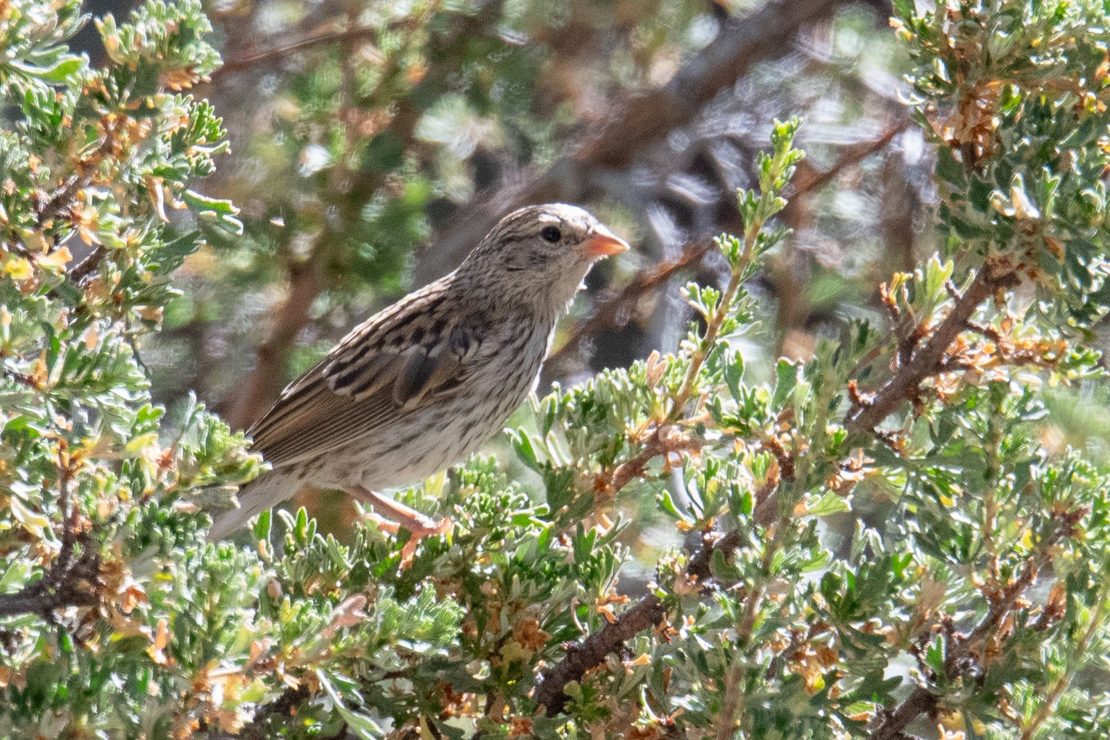 Chipping Sparrow (Spizella passerina)