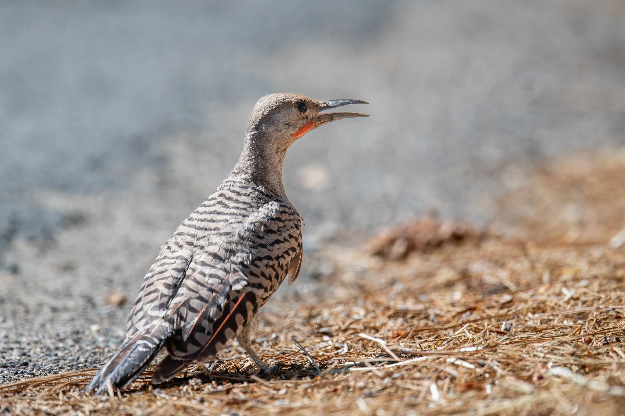 Northern Flicker (Colaptes auratus)