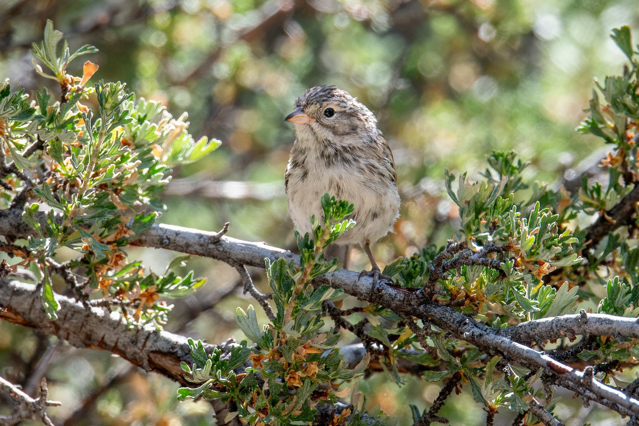 Brewer's Sparrow (Spizella breweri)
