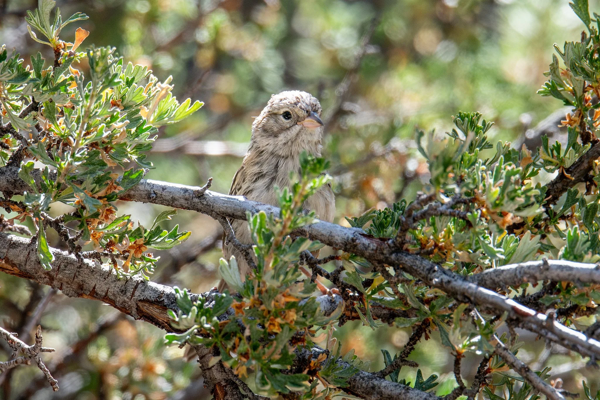 Brewer's Sparrow (Spizella breweri)