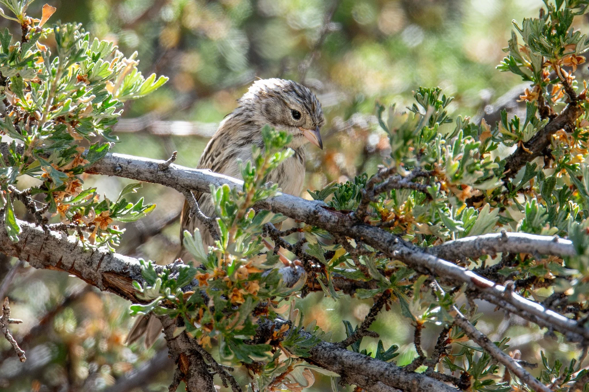Brewer's Sparrow (Spizella breweri)