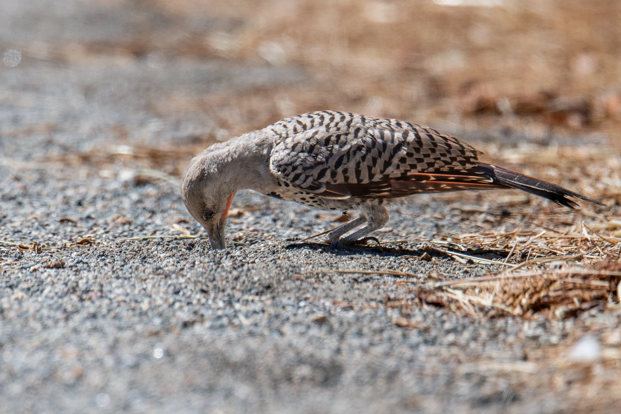 Northern Flicker (Colaptes auratus)