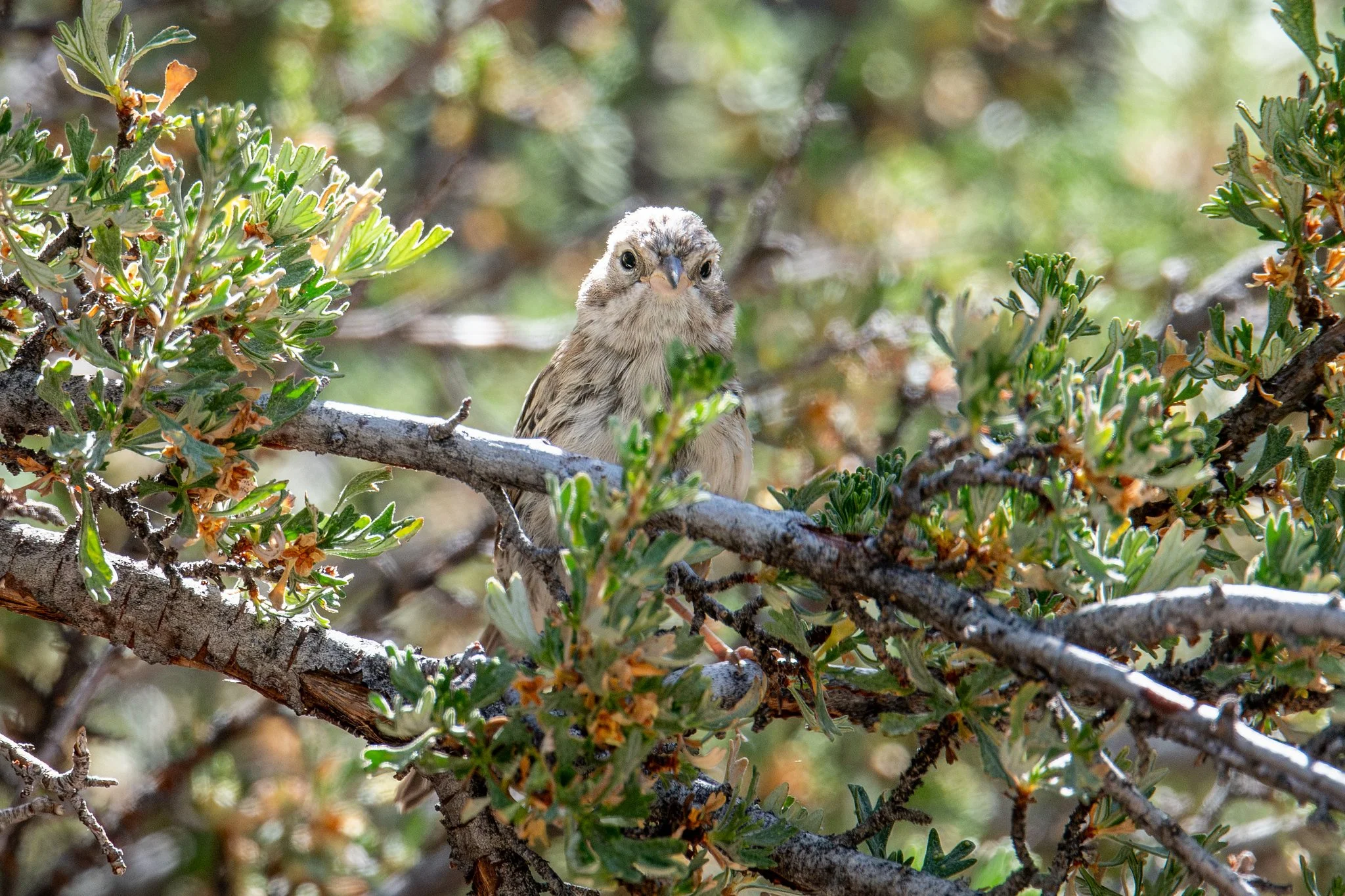 Brewer's Sparrow (Spizella breweri)